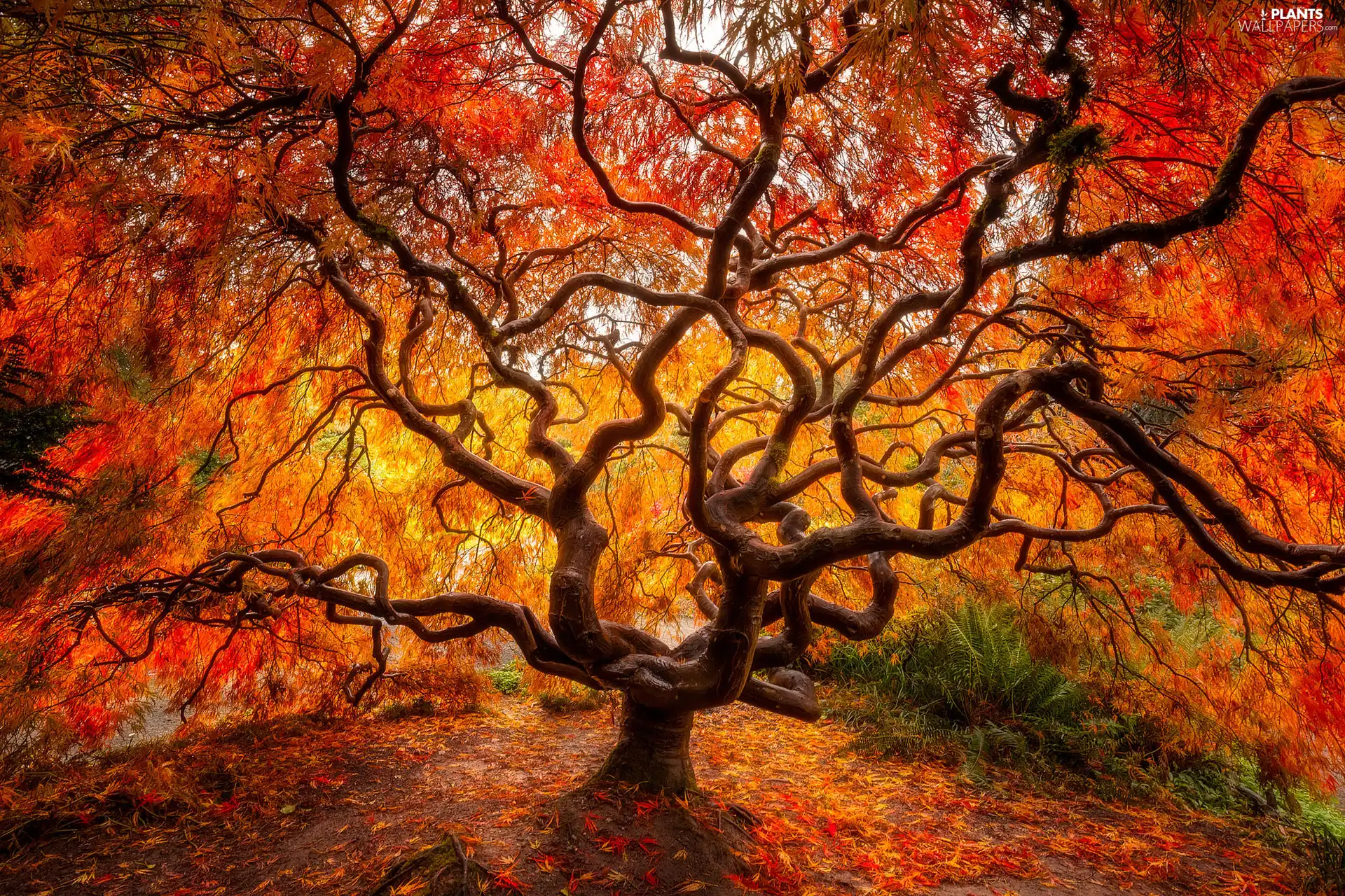 autumn, Japanese Maple, Leaf, trees