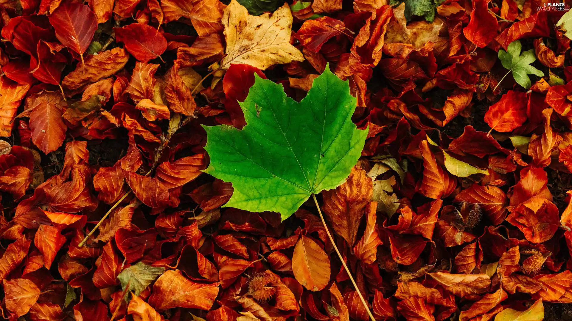 autumn, leaf, maple, Leaf