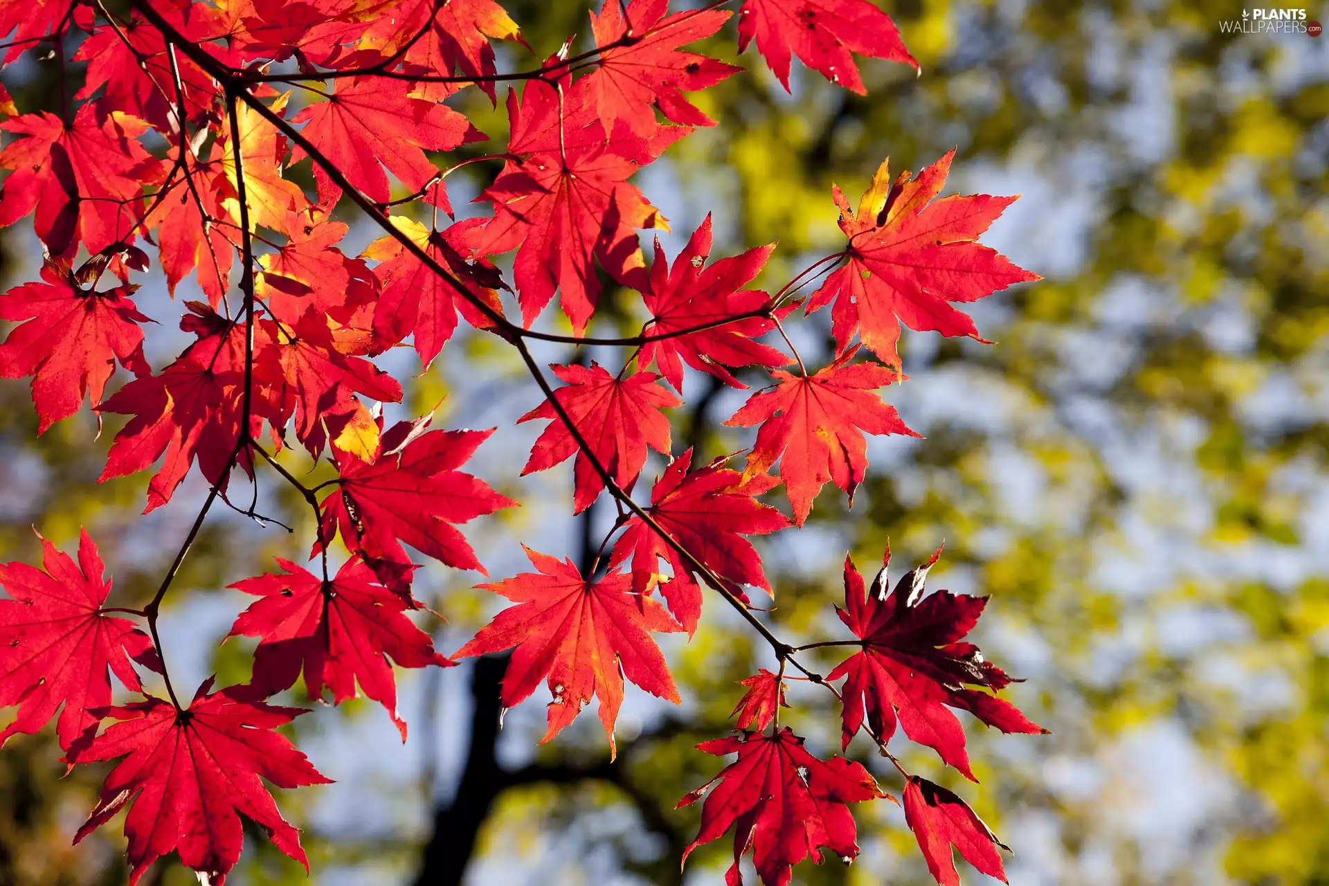autumn, Red, maple, Leaf