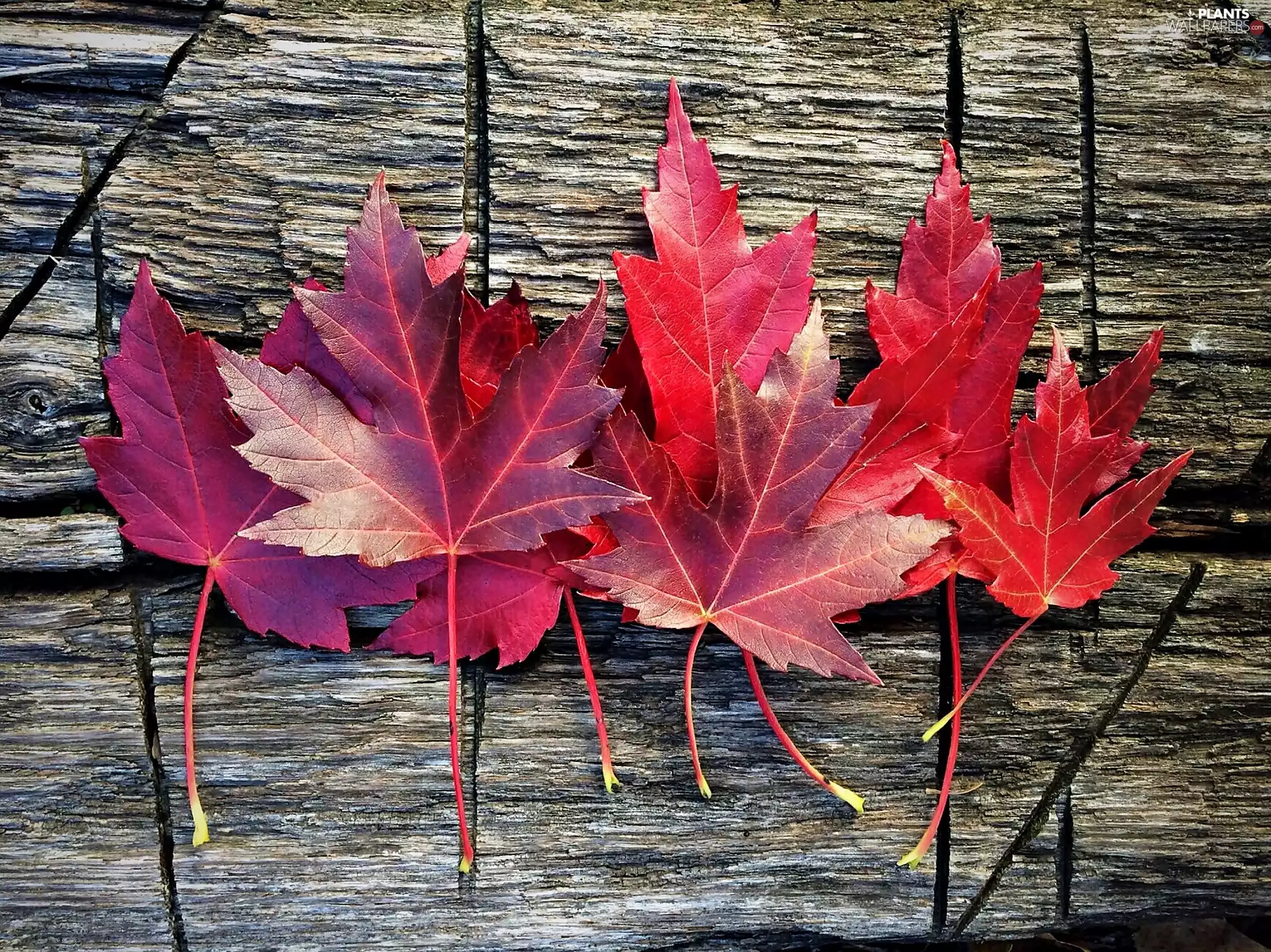 Leaf, maple, Autumn