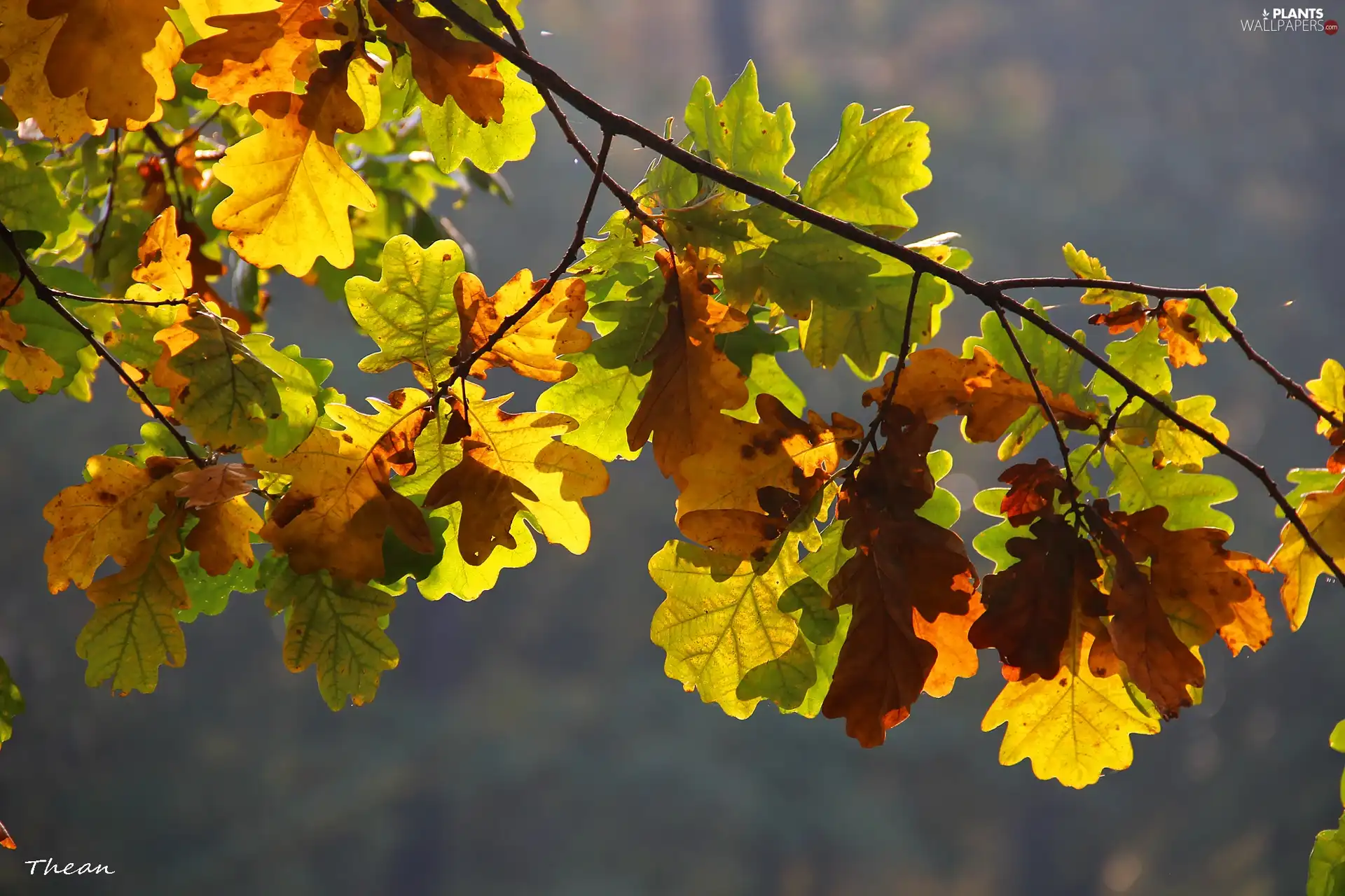 Leaf, oak, Autumn