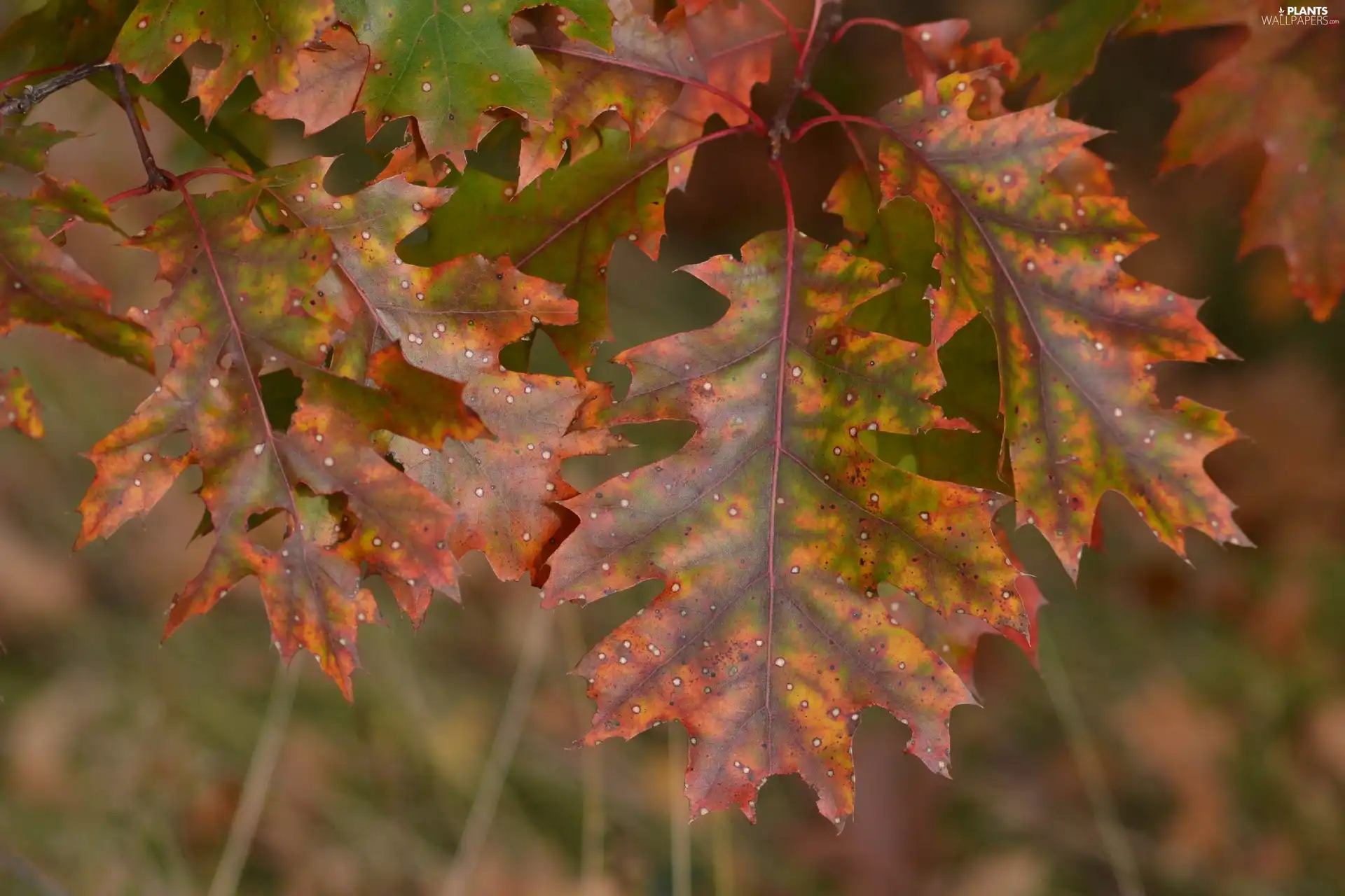 Leaf, oak, Autumn