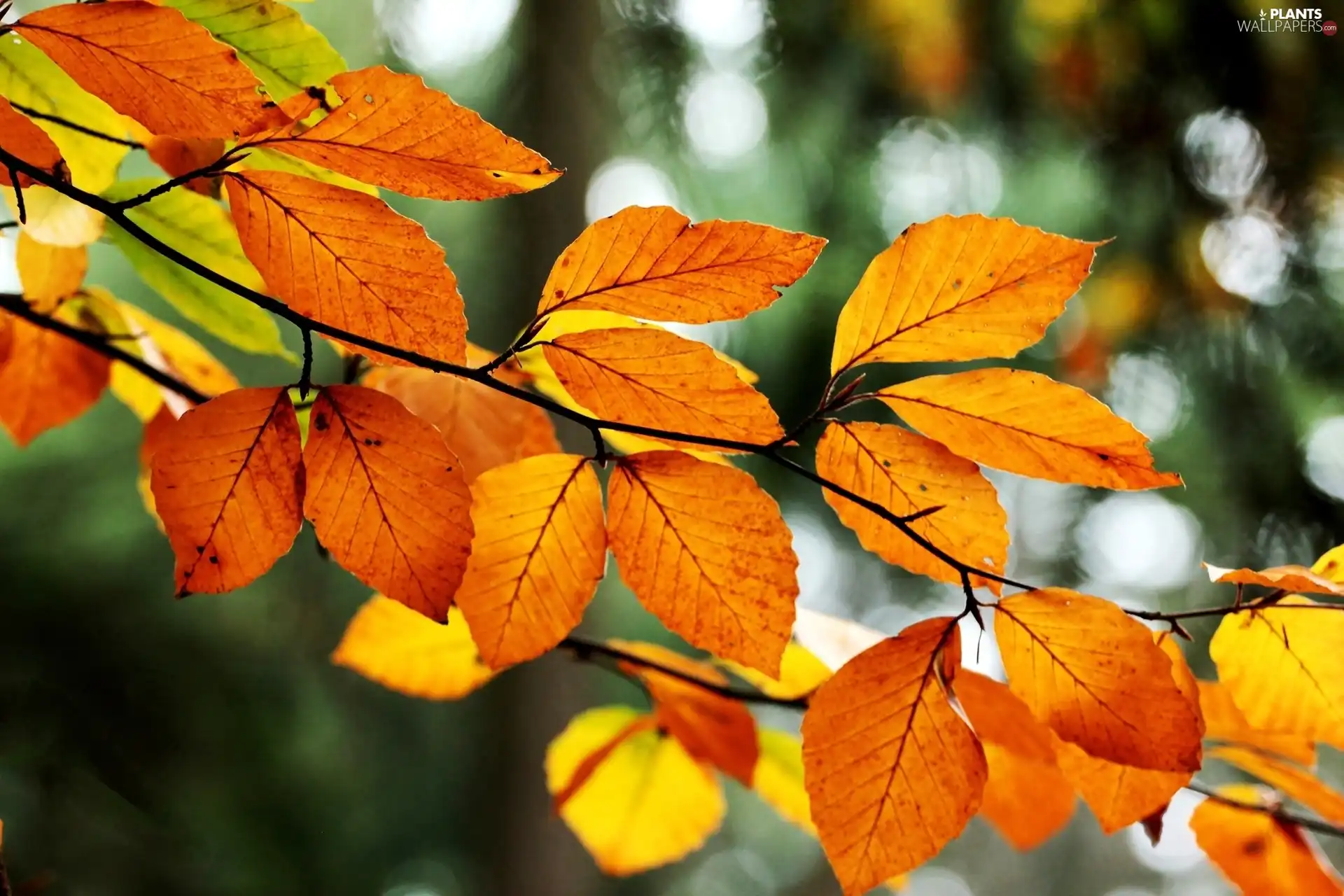 autumn, Orange, Leaf, branch