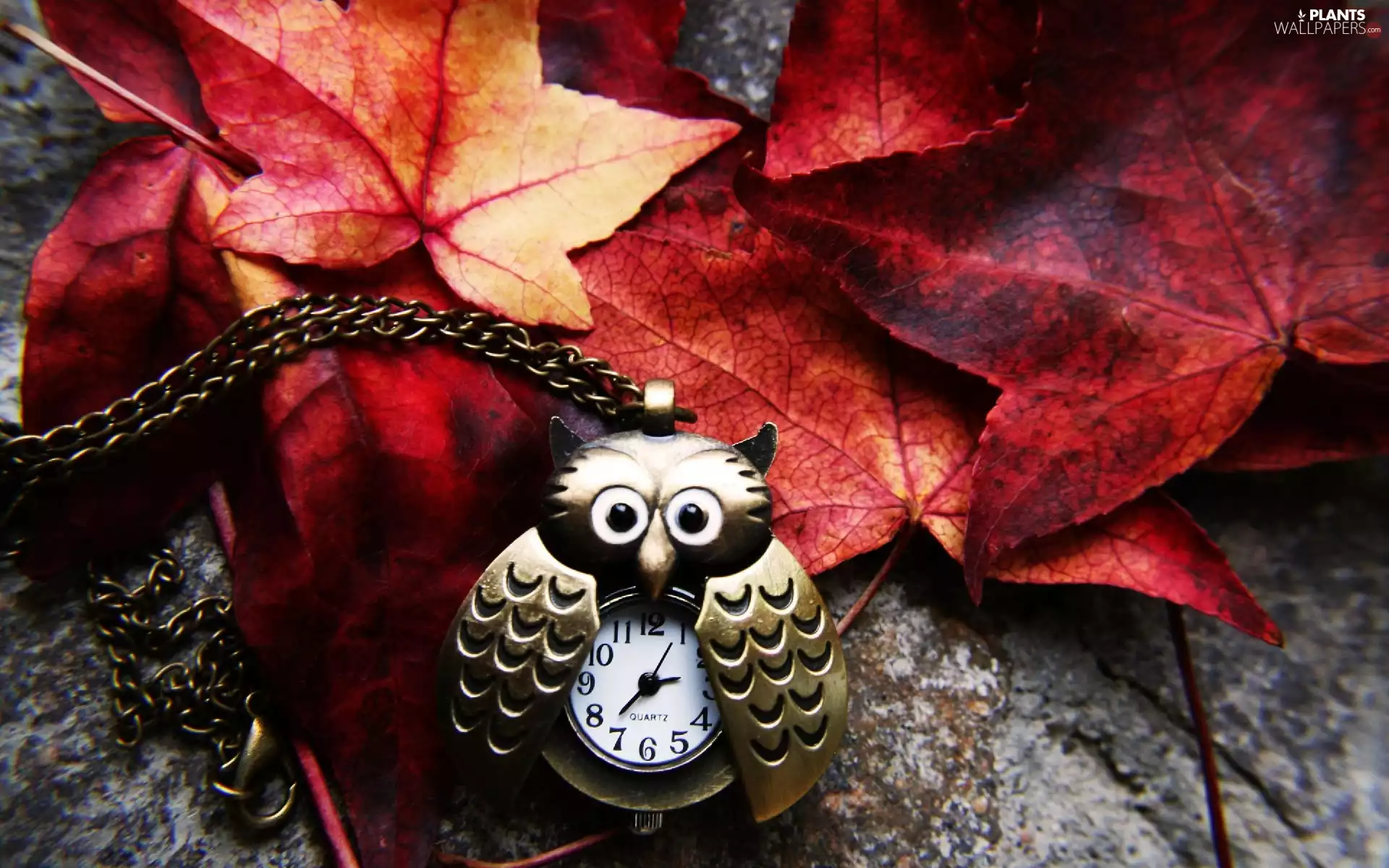 autumn, Watch, owl, Leaf