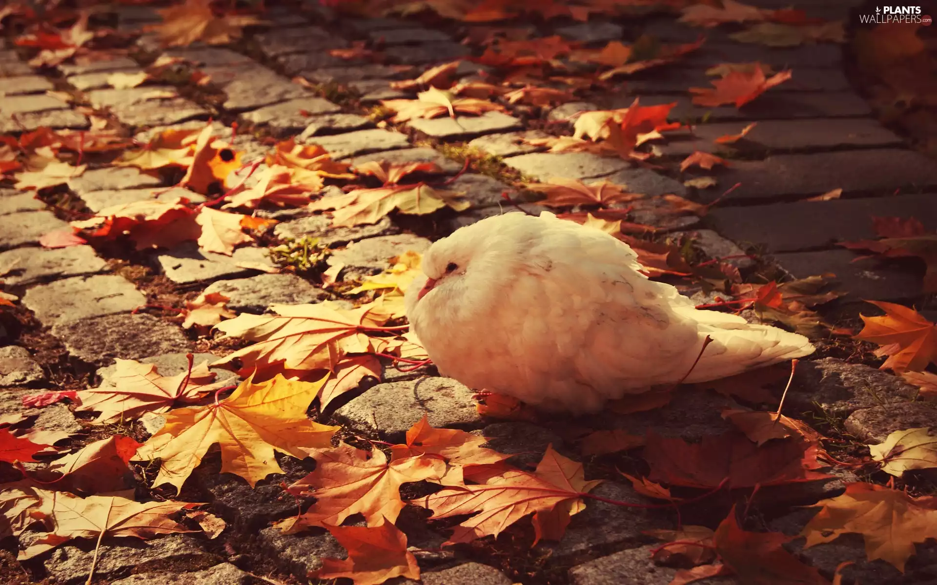 Leaf, pigeon, Autumn