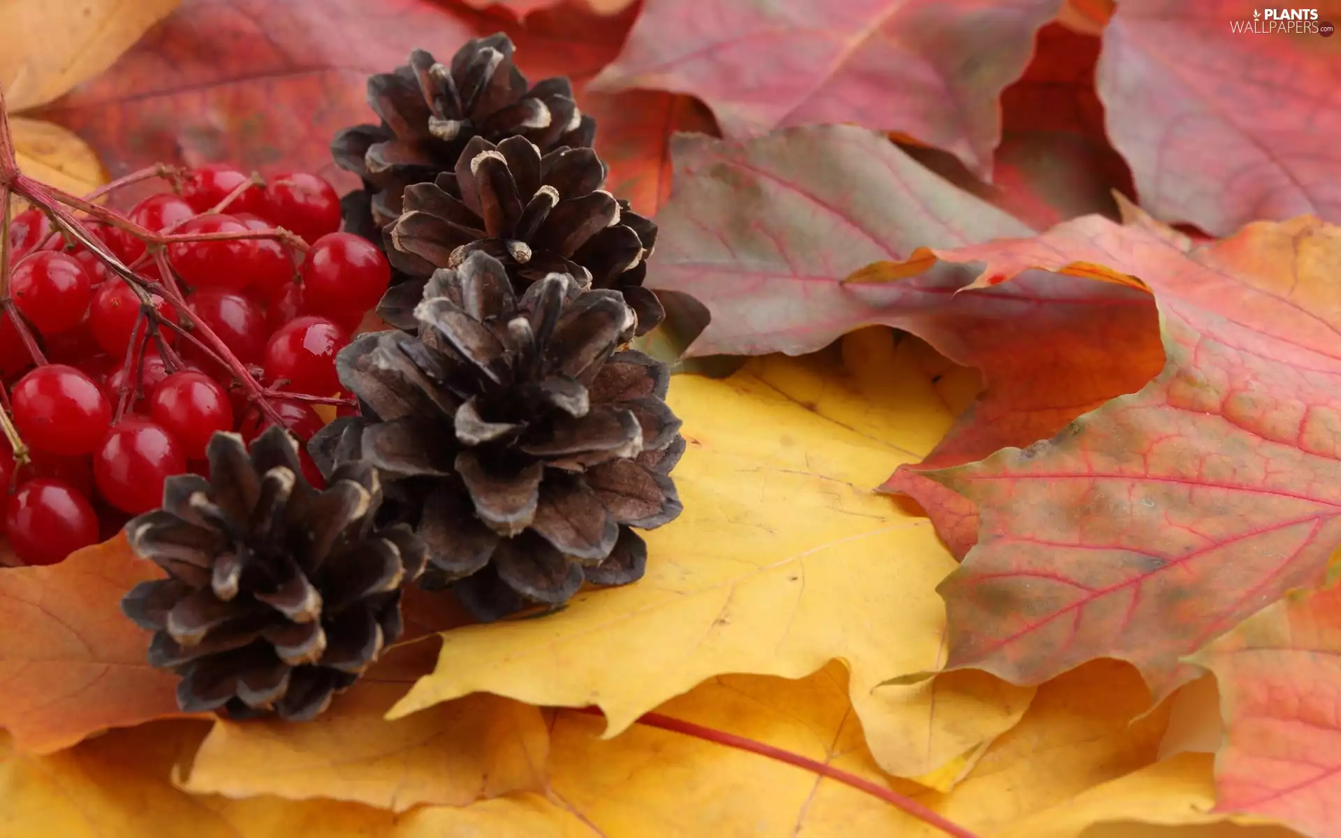 autumn, cones, Plant, Leaf