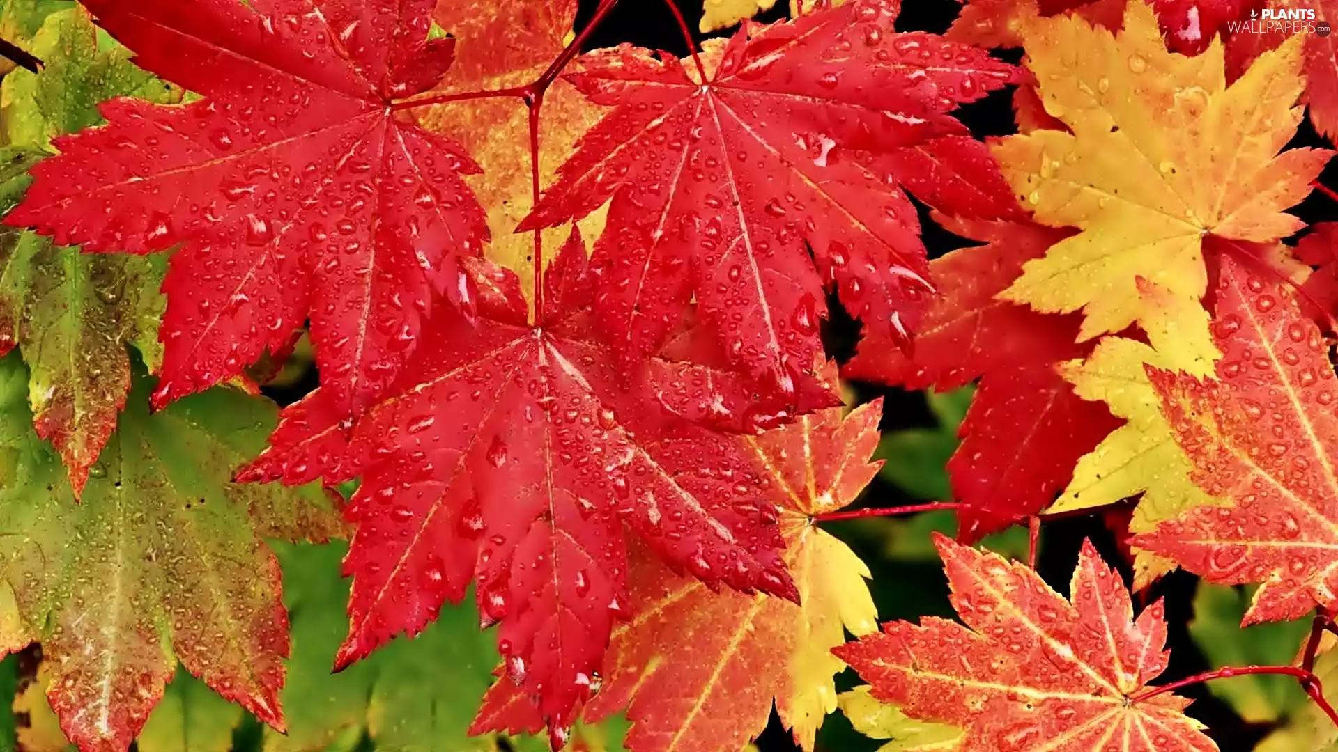 Autumn, drops, rain, Leaf