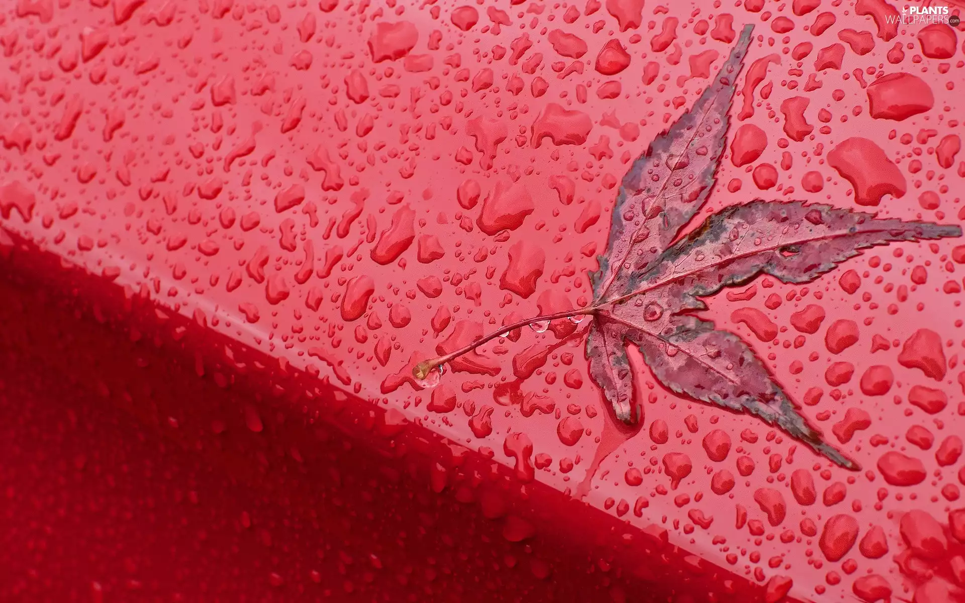 Autumn, drops, rain, leaf