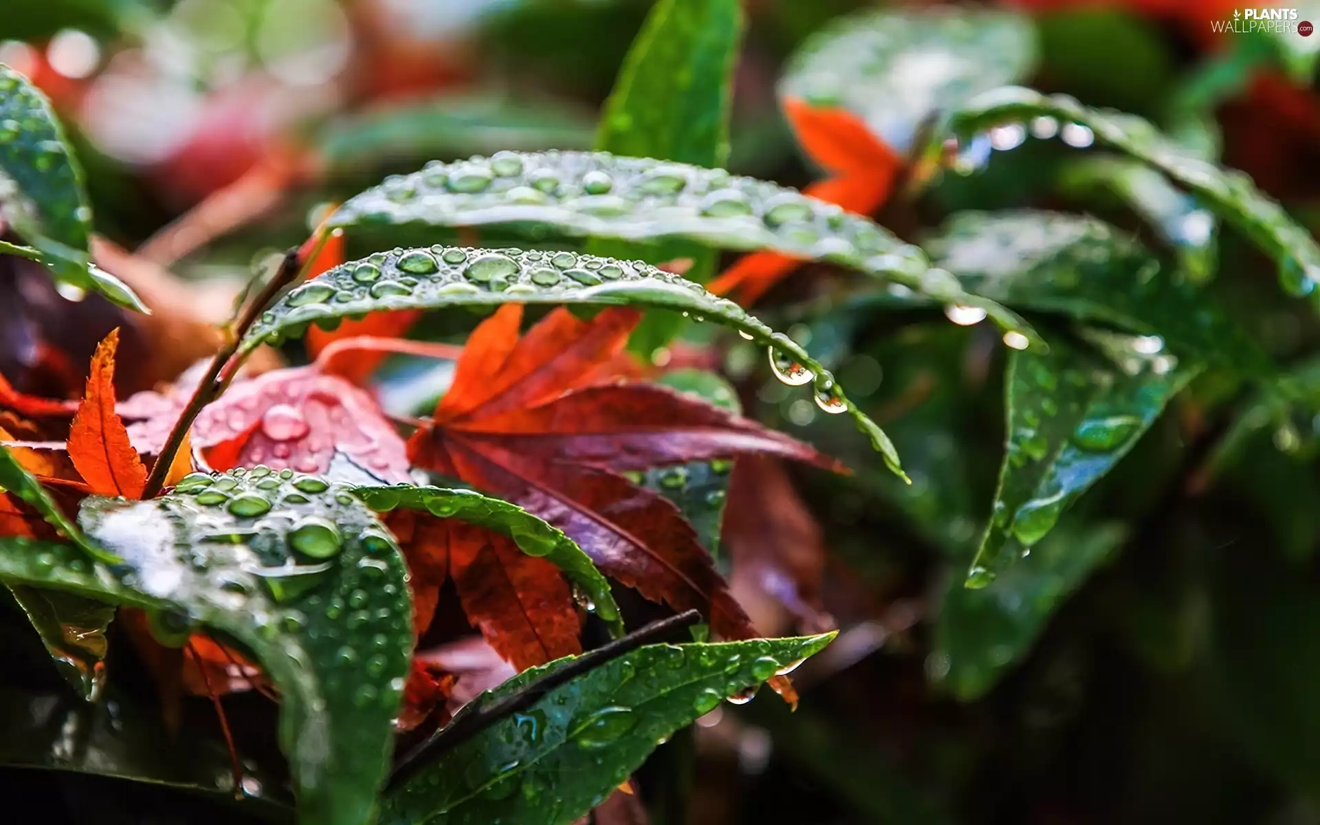 autumn, drops, rain, Leaf