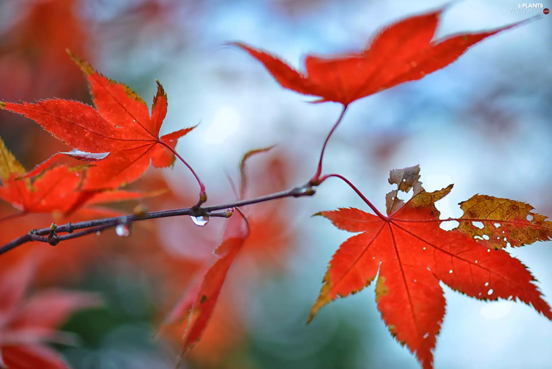 Autumn, drops, Rain, Leaf