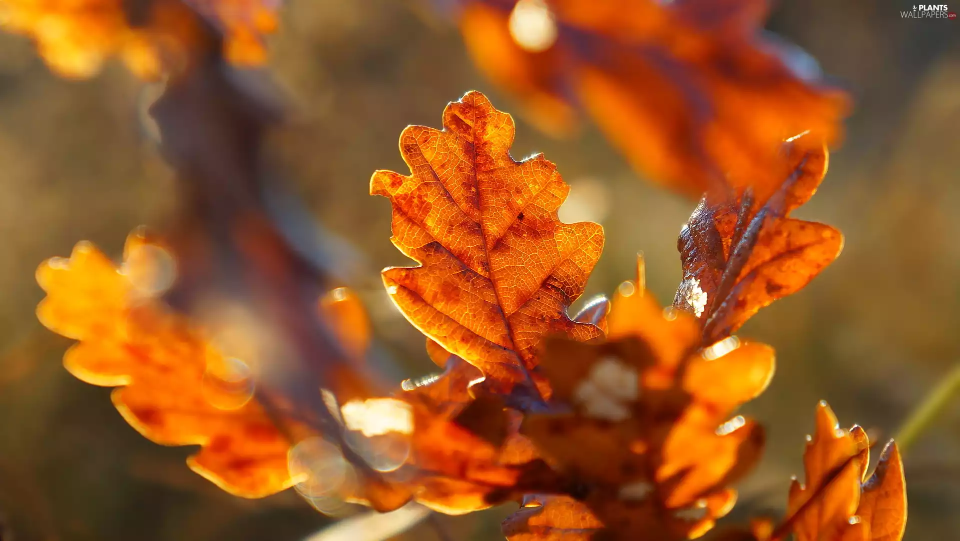 Autumn, oak, rapprochement, Leaf