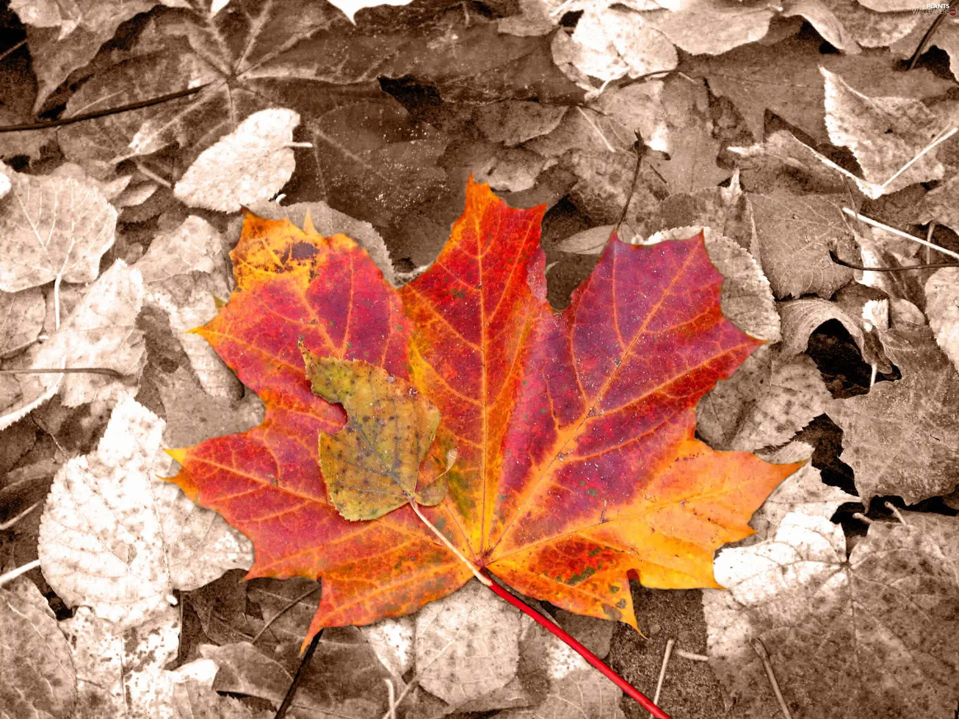 leaf, Red, Autumn