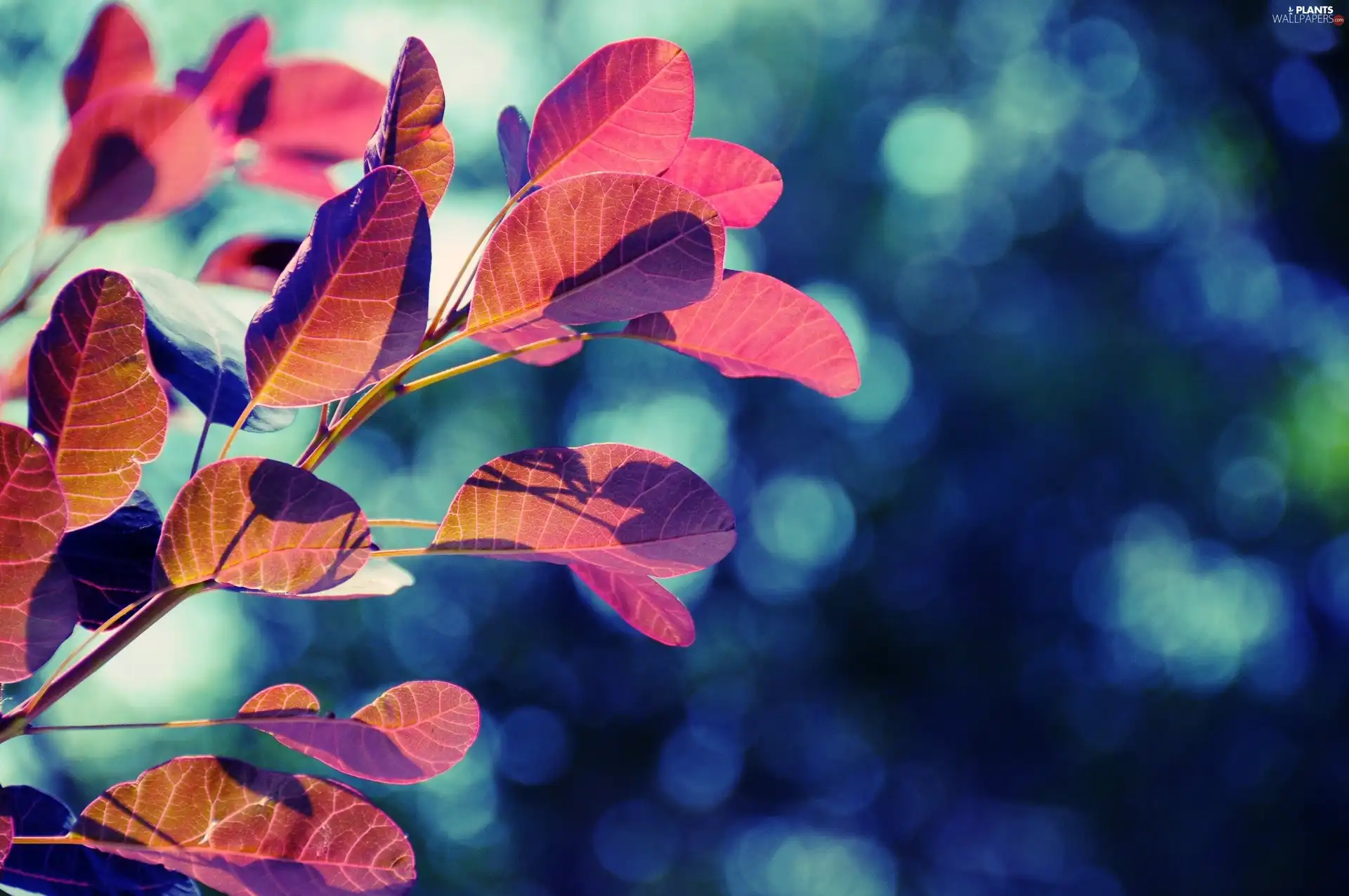 Leaf, Red, Autumn