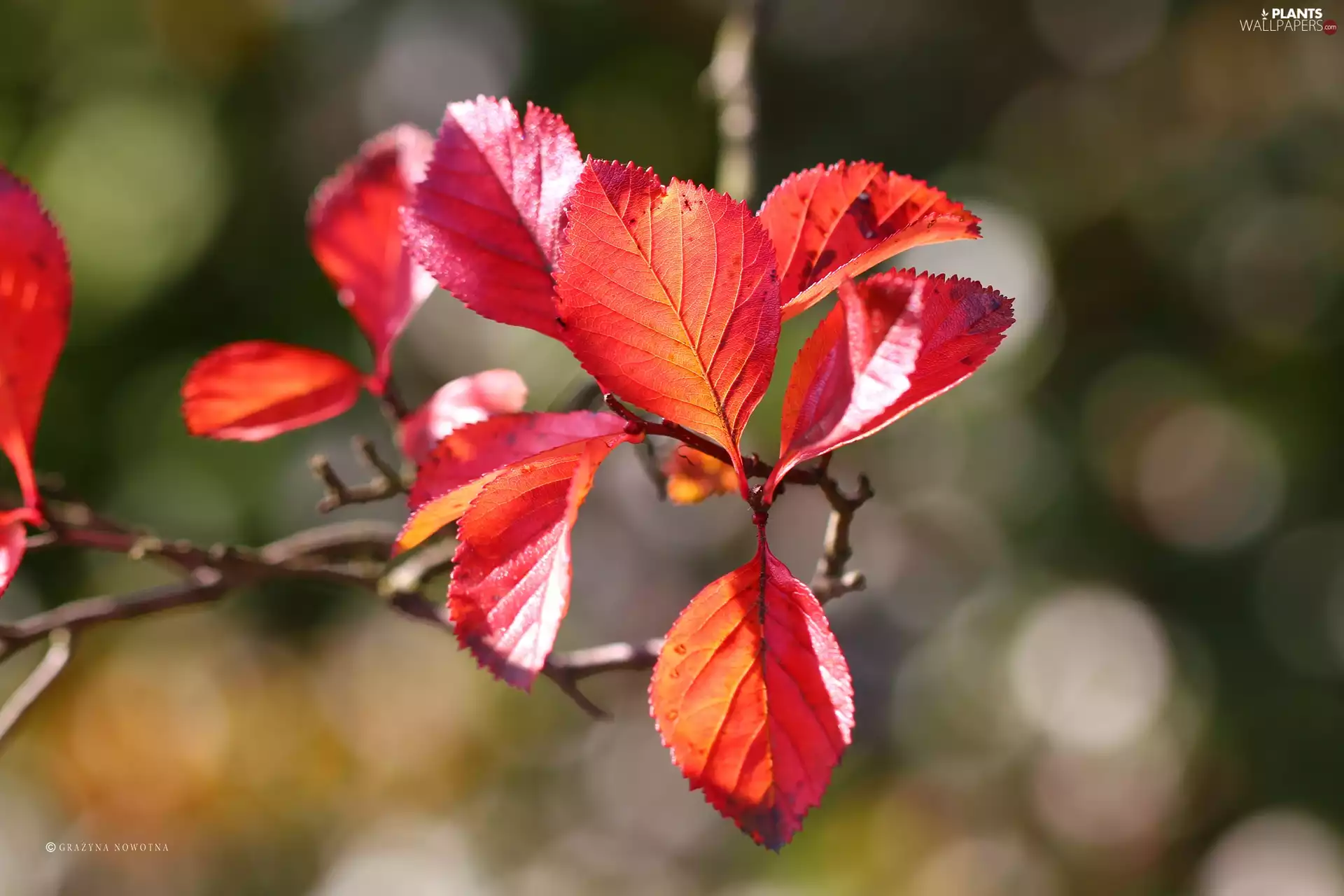 Leaf, Red, Autumn