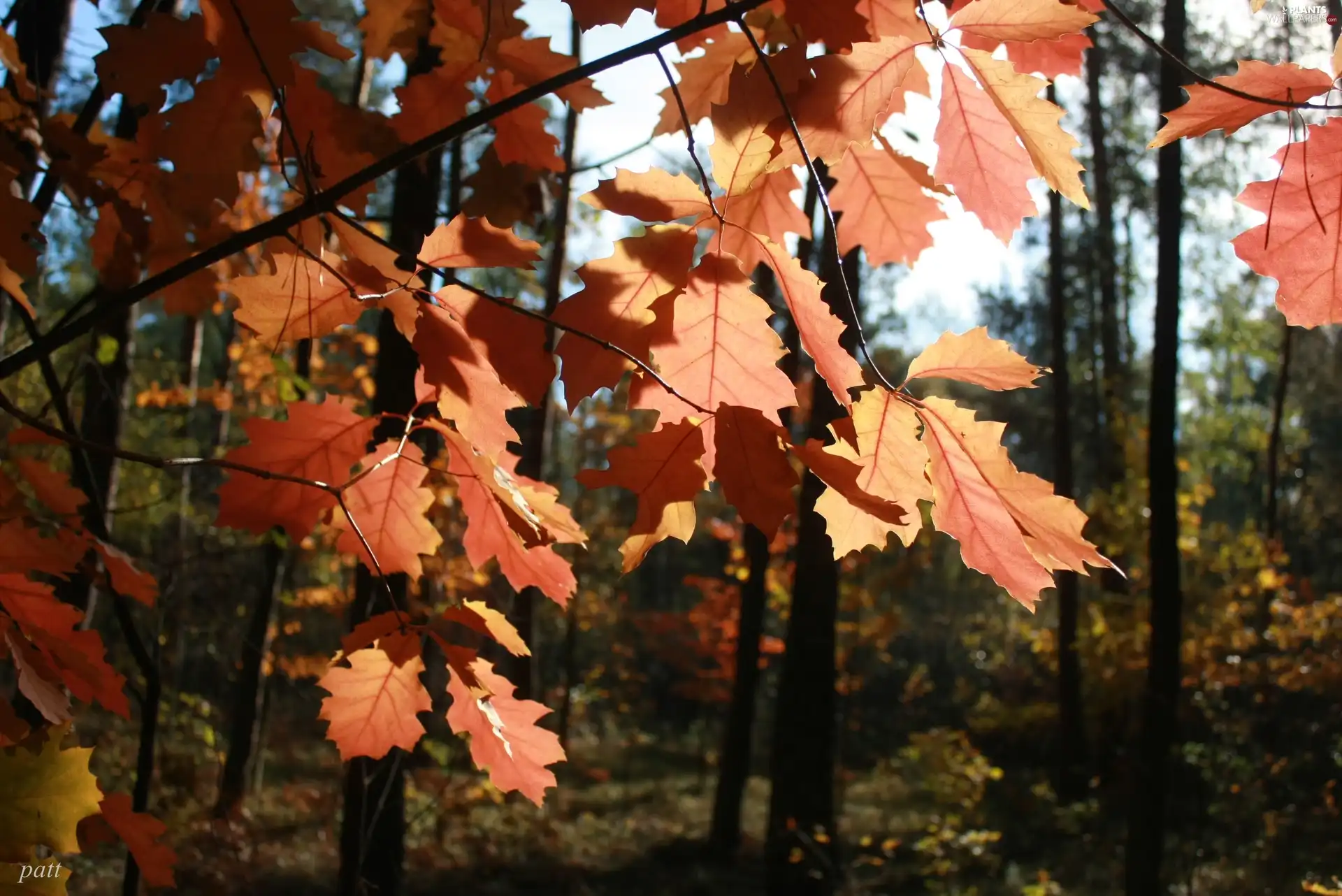 autumn, Red, Leaf, forest