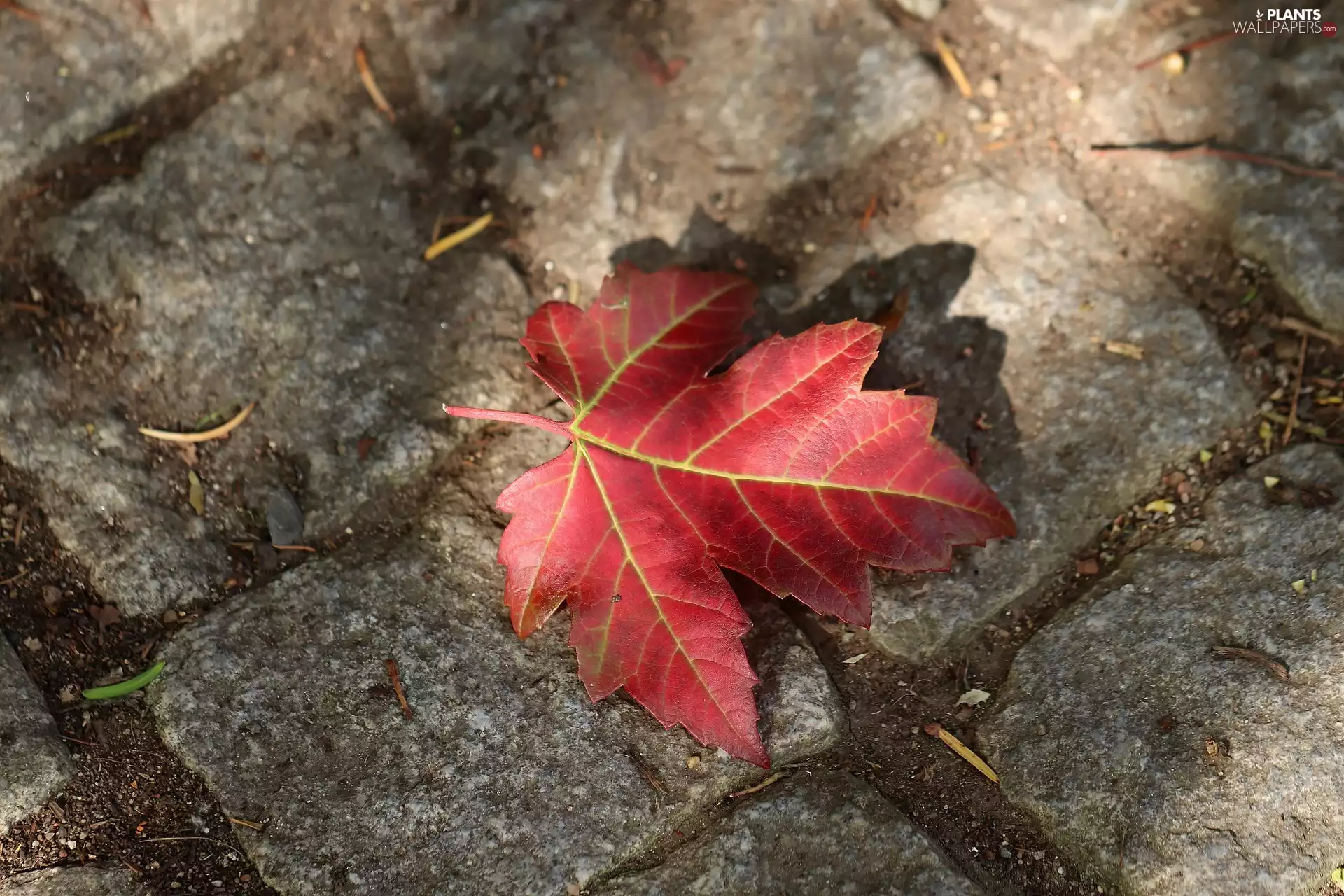 Autumn, maple, Red, leaf