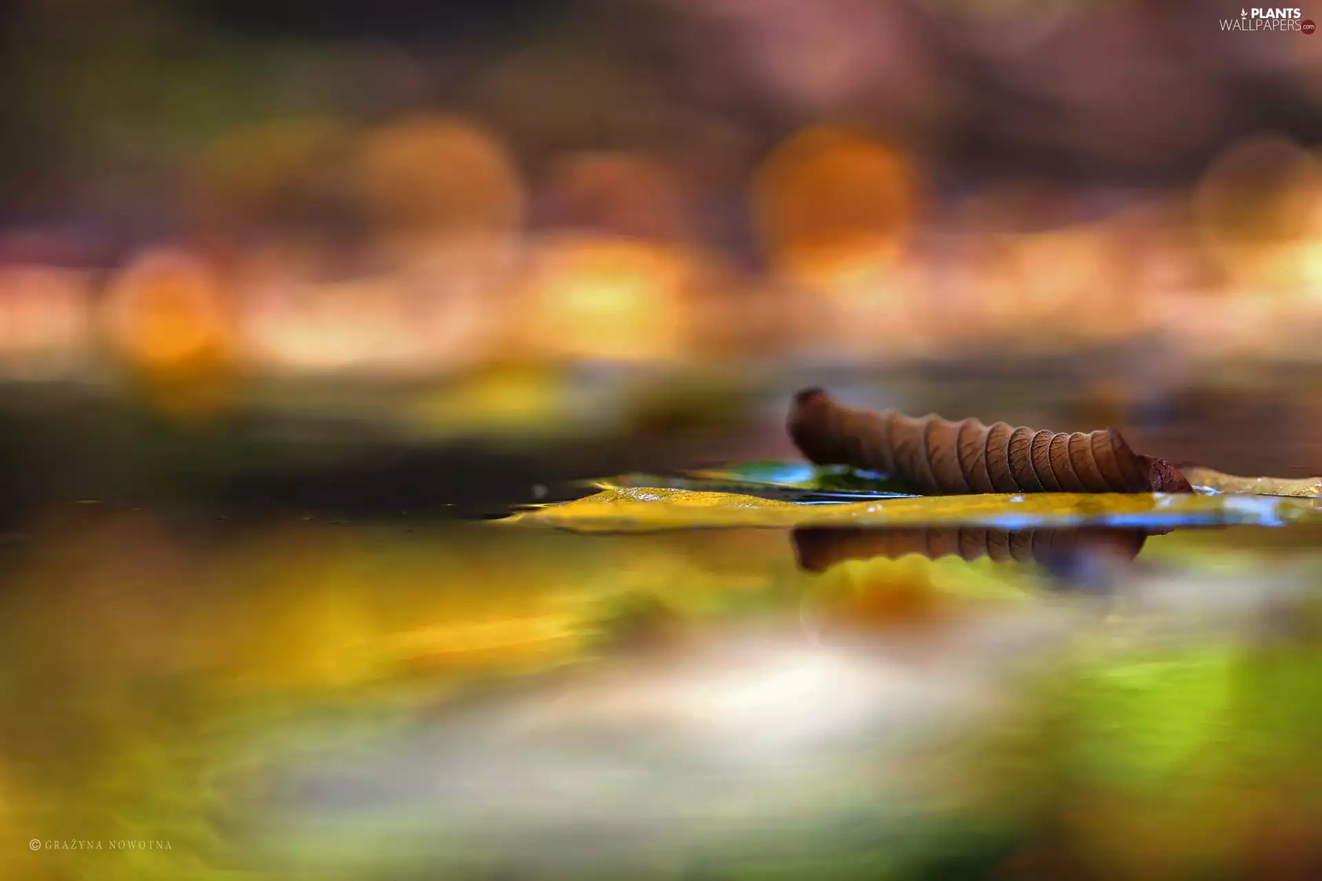 Autumn, water, reflection, leaf