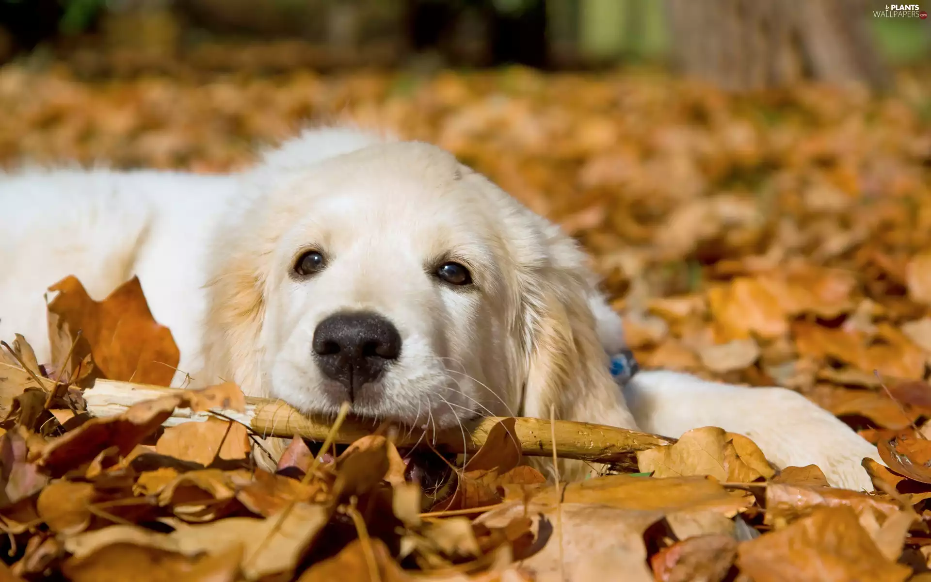 dog, Leaf, autumn, Golden Retriever