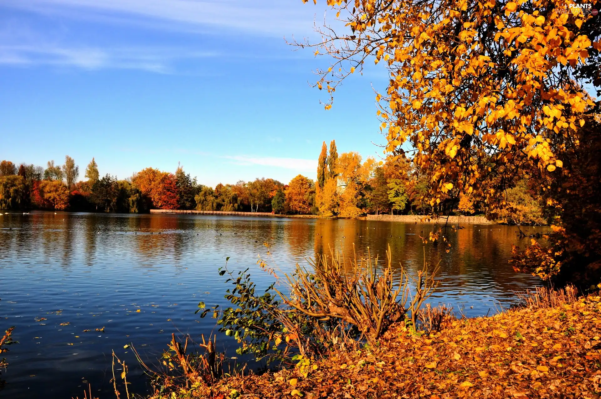 Leaf, autumn, trees, viewes, River