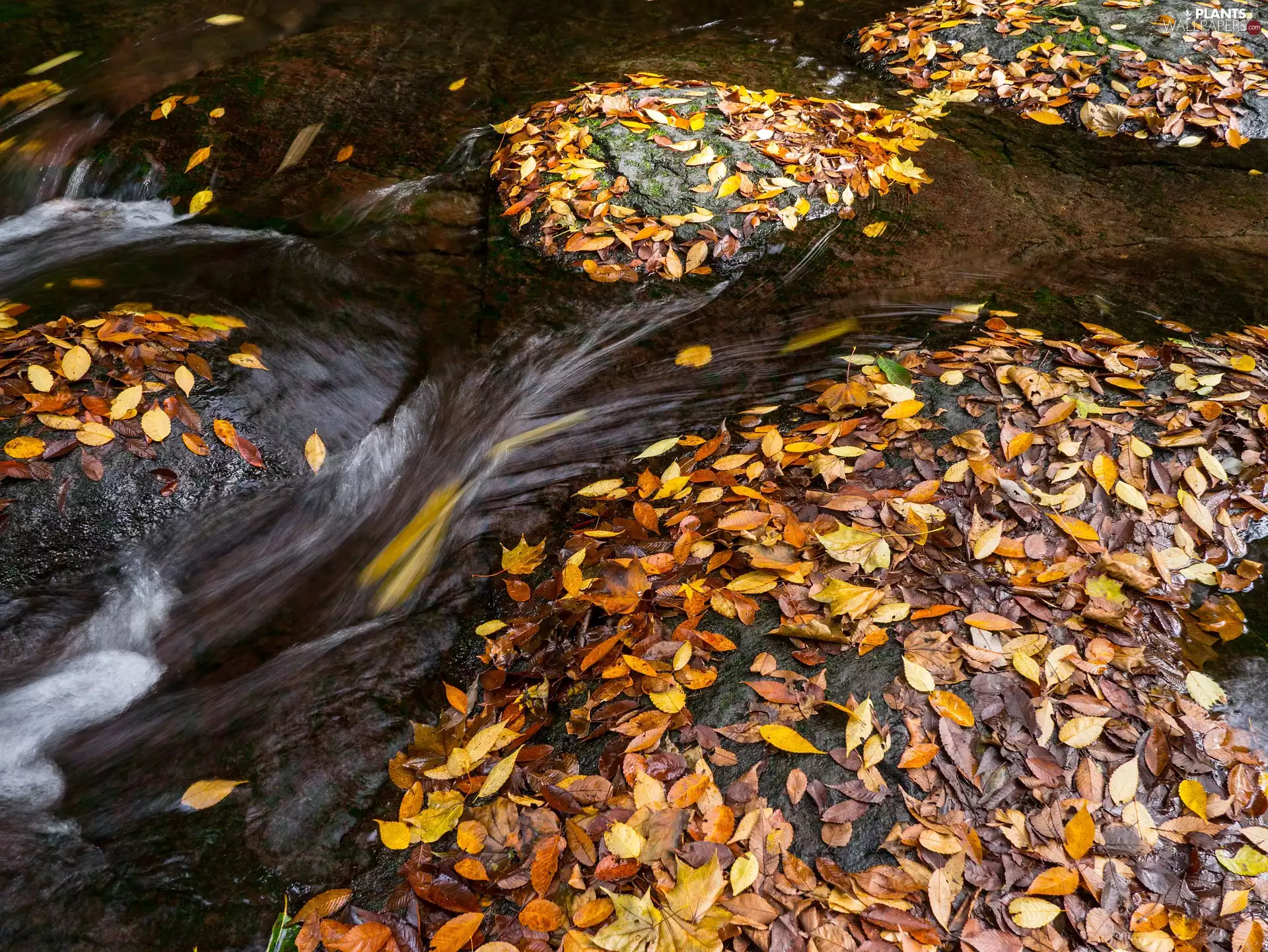 Leaf, River, Autumn