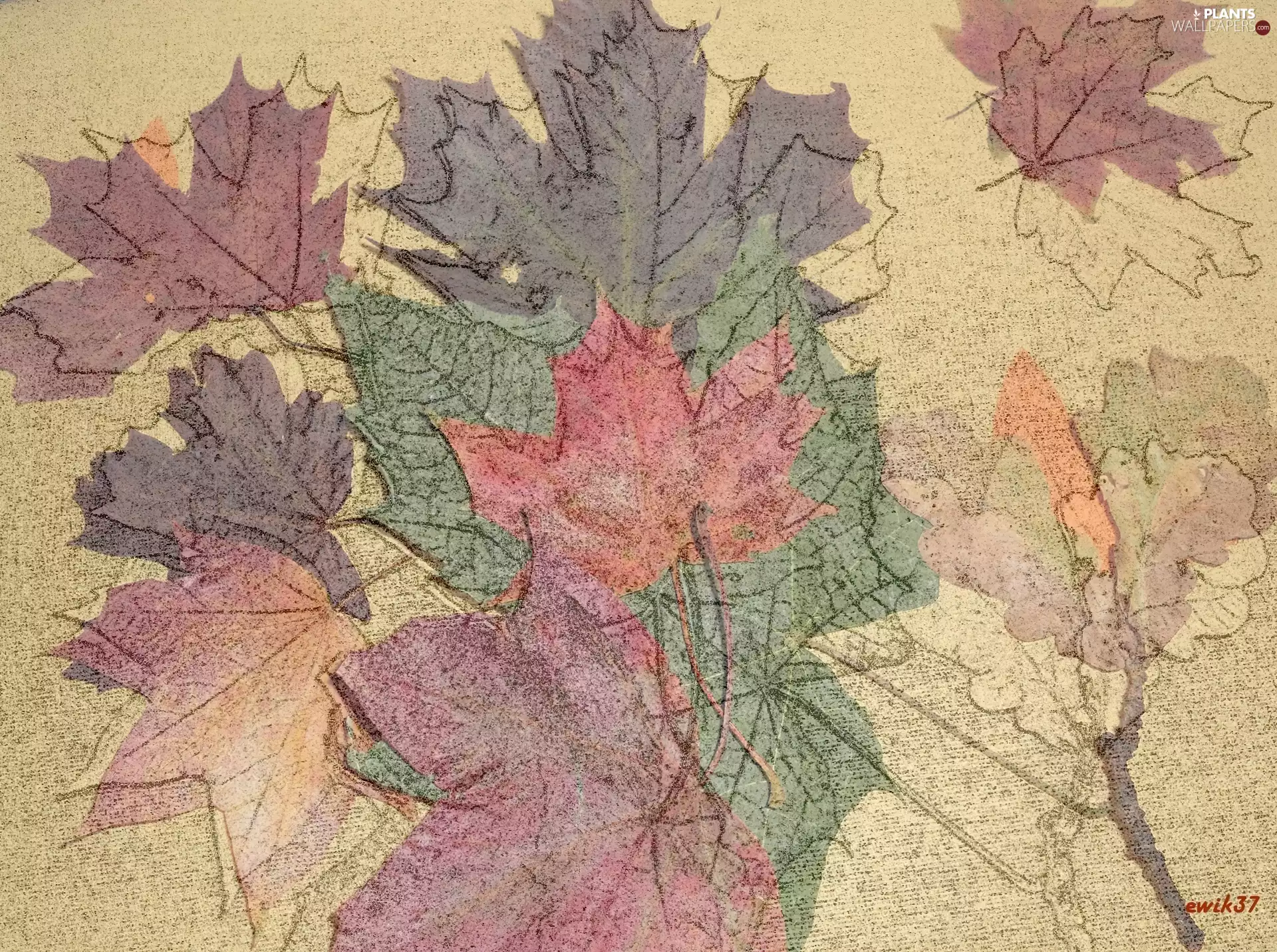 autumn, maple, Shades, Leaf