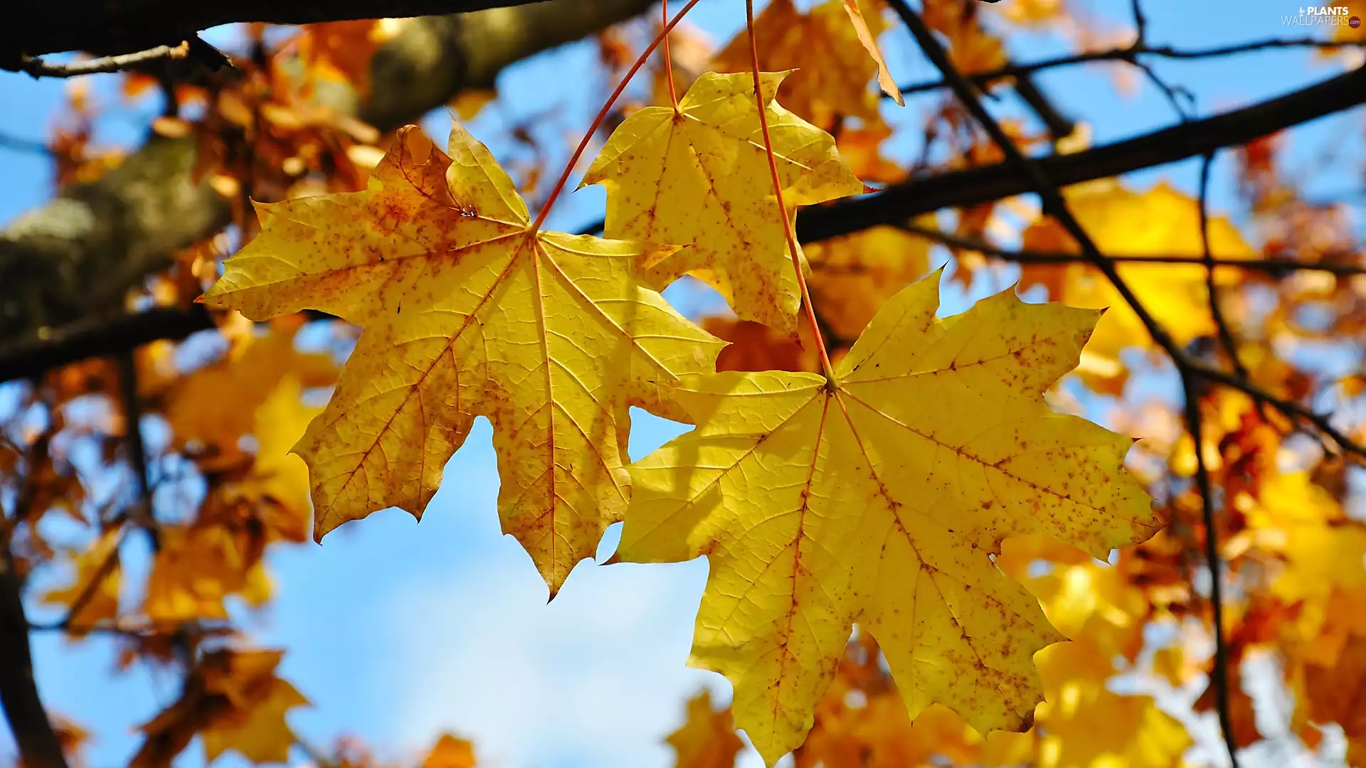 Autumn, maple, Sky, Leaf