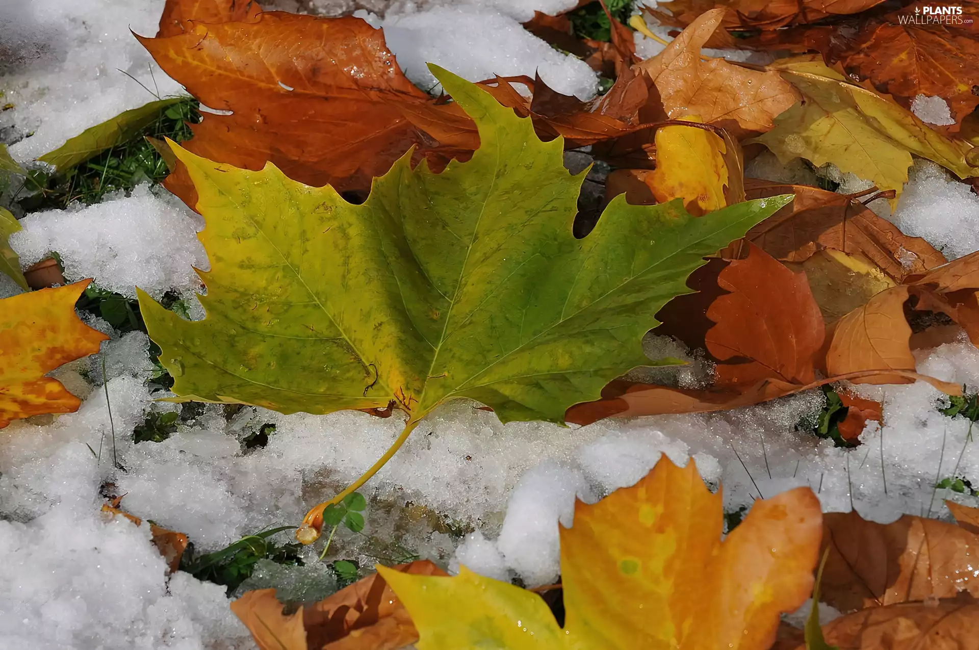 Autumn, first, snow, Leaf