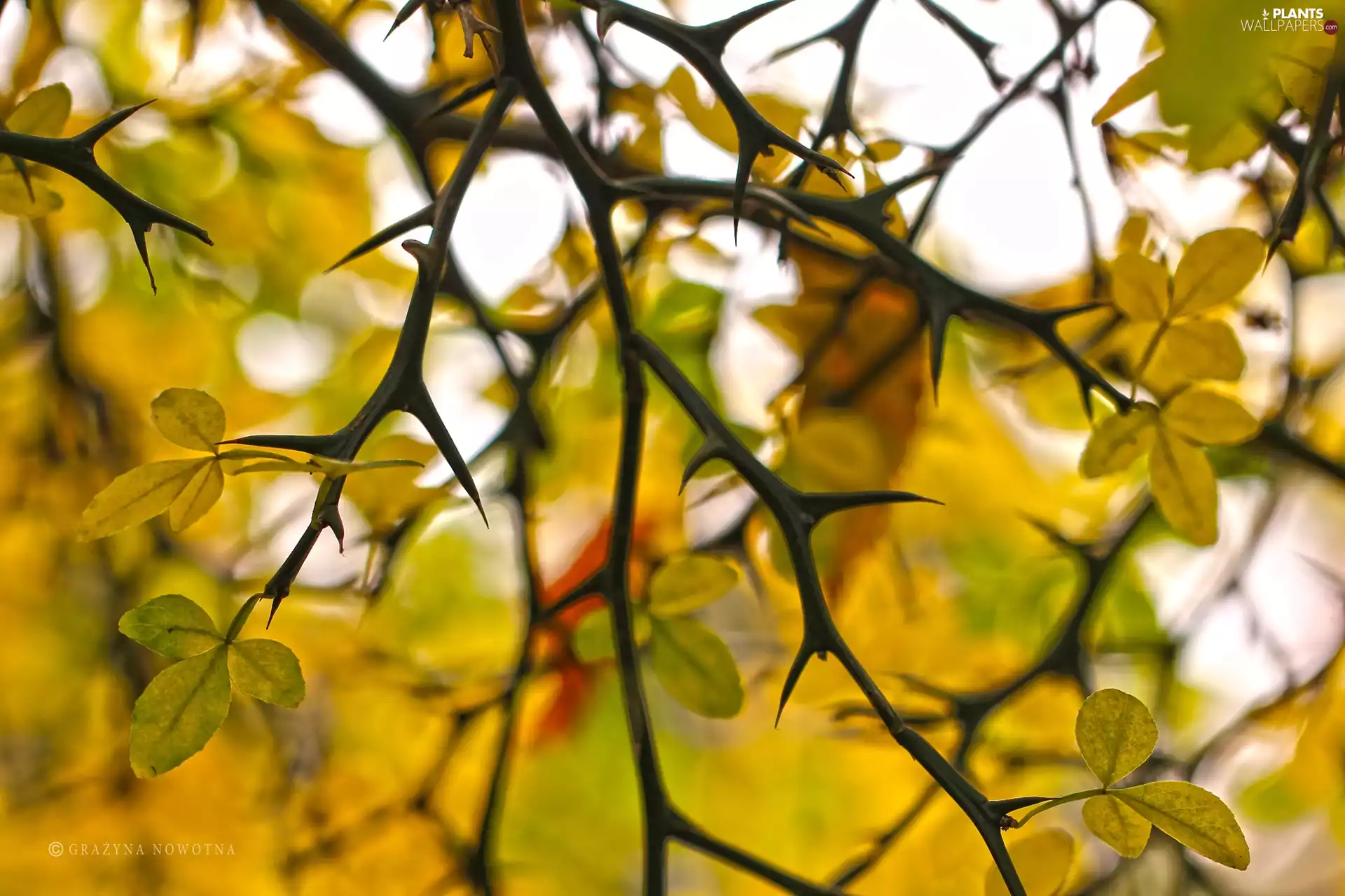 Autumn, Twigs, Spikes, Leaf