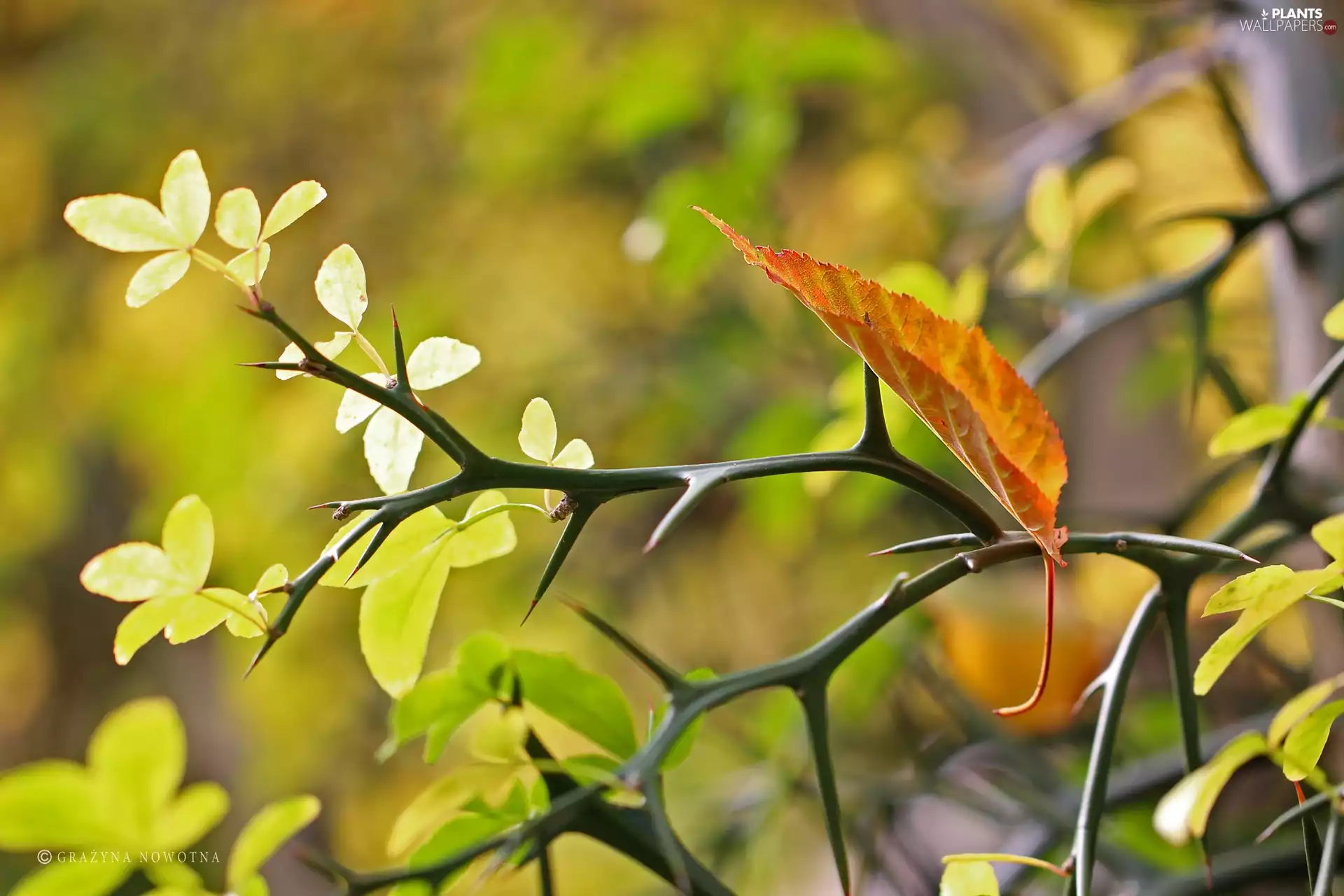 Autumn, Twigs, Spikes, Leaf
