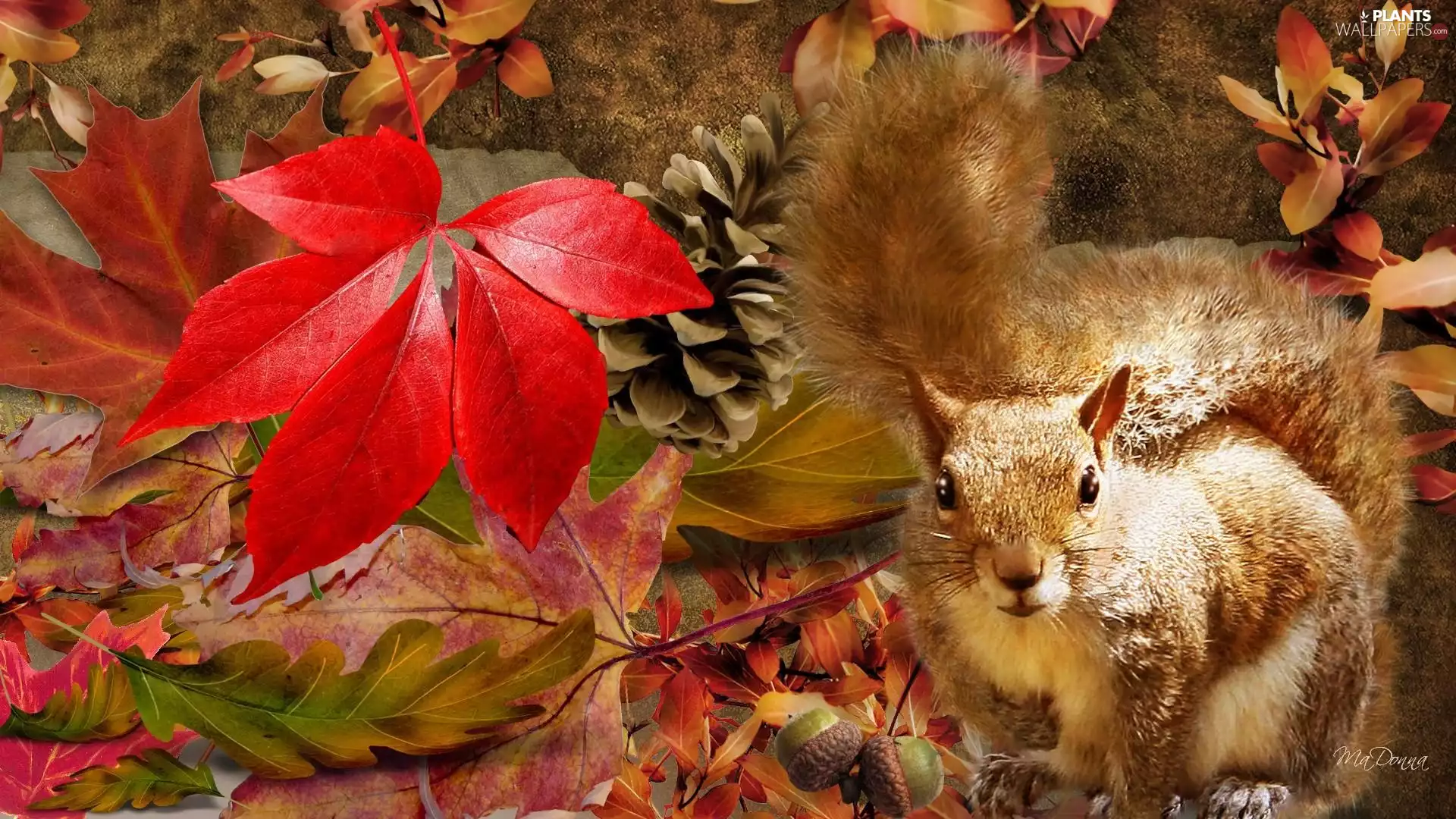Leaf, squirrel, Autumn