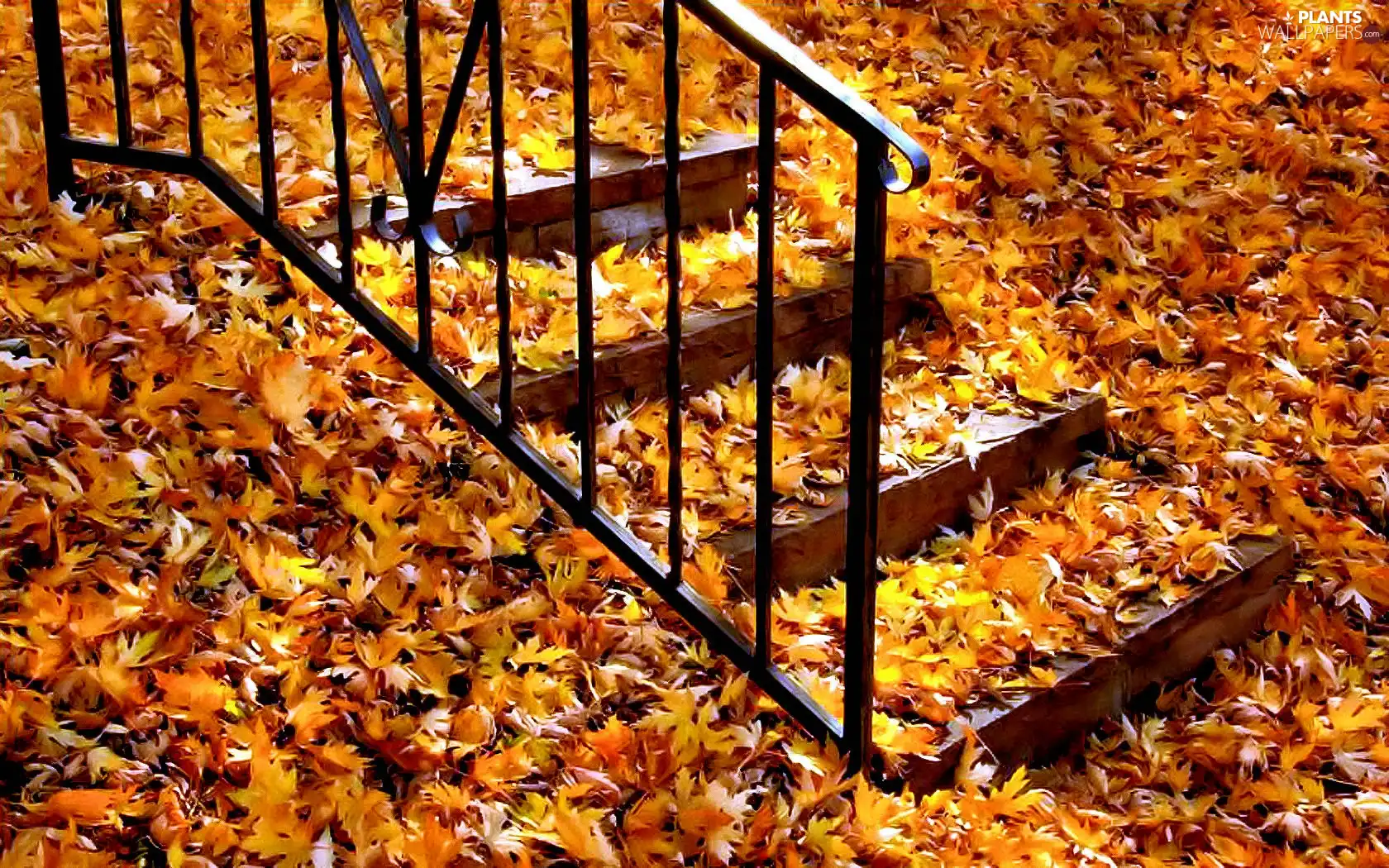 Leaf, Stairs, Autumn