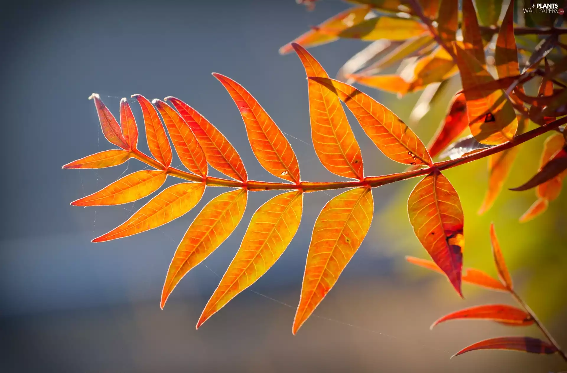 Autumn, Baba, summer, Leaf