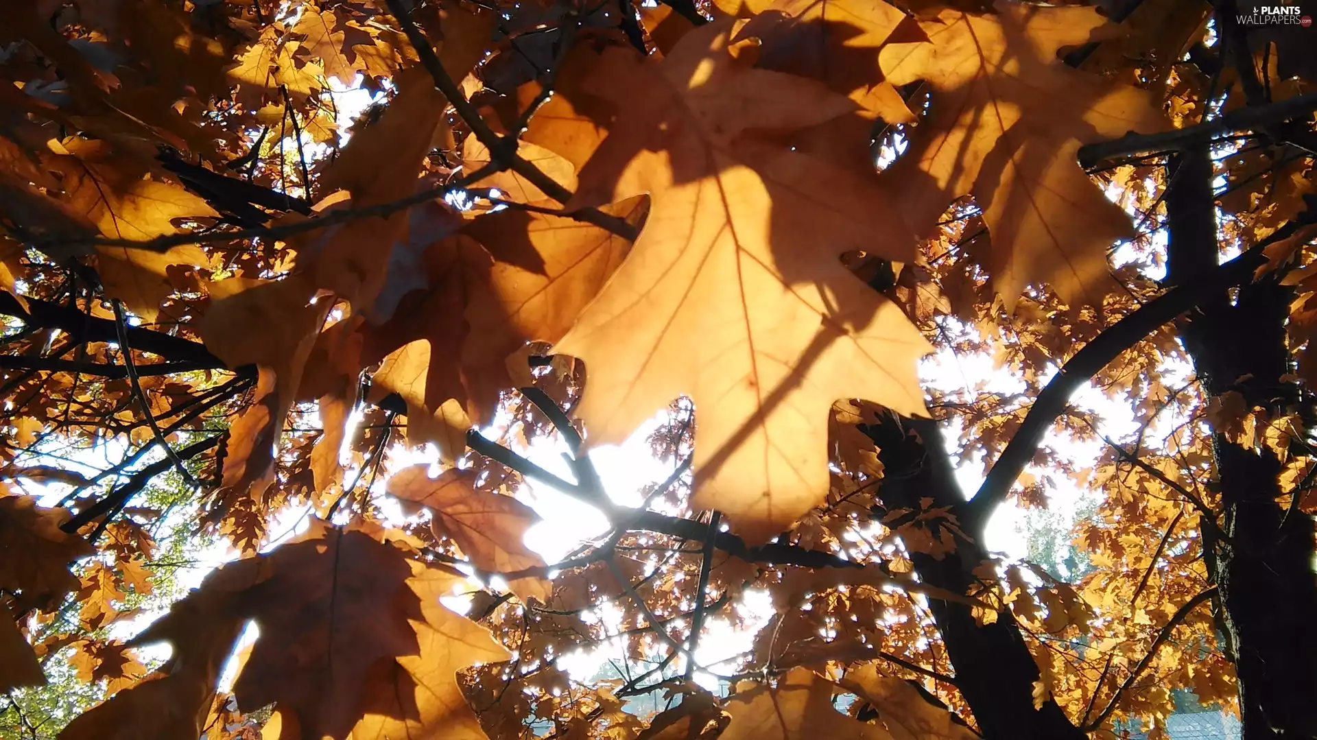 Autumn, rays, sun, Leaf