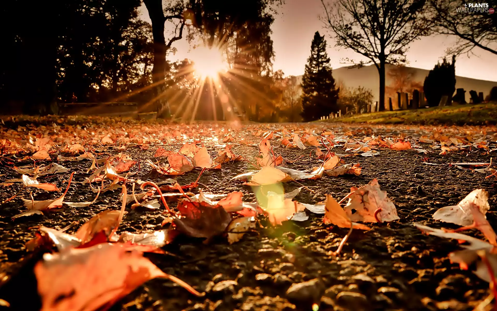 autumn, rays, sun, Leaf