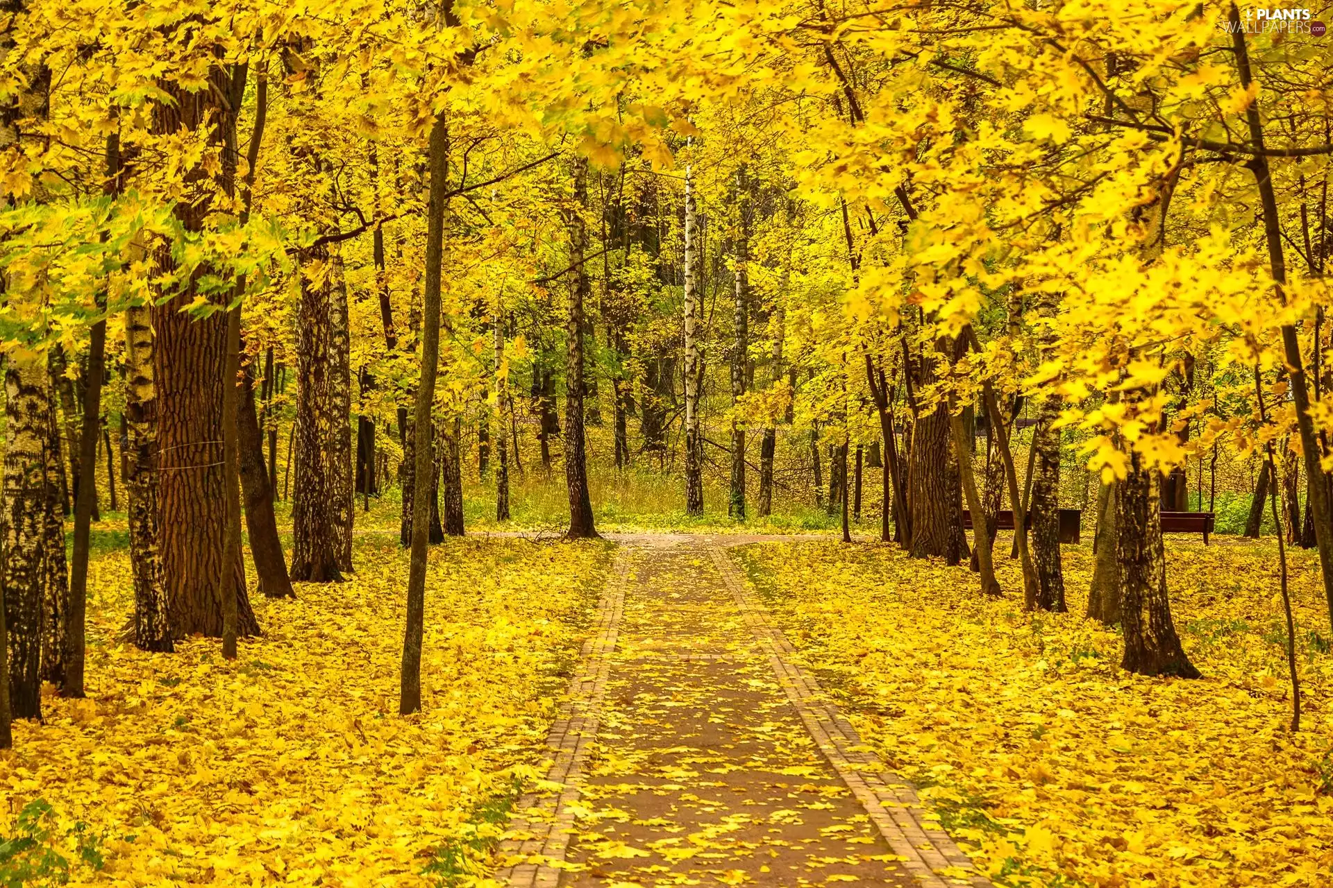 Path, trees, autumn, viewes, bench, lane, Park, Leaf