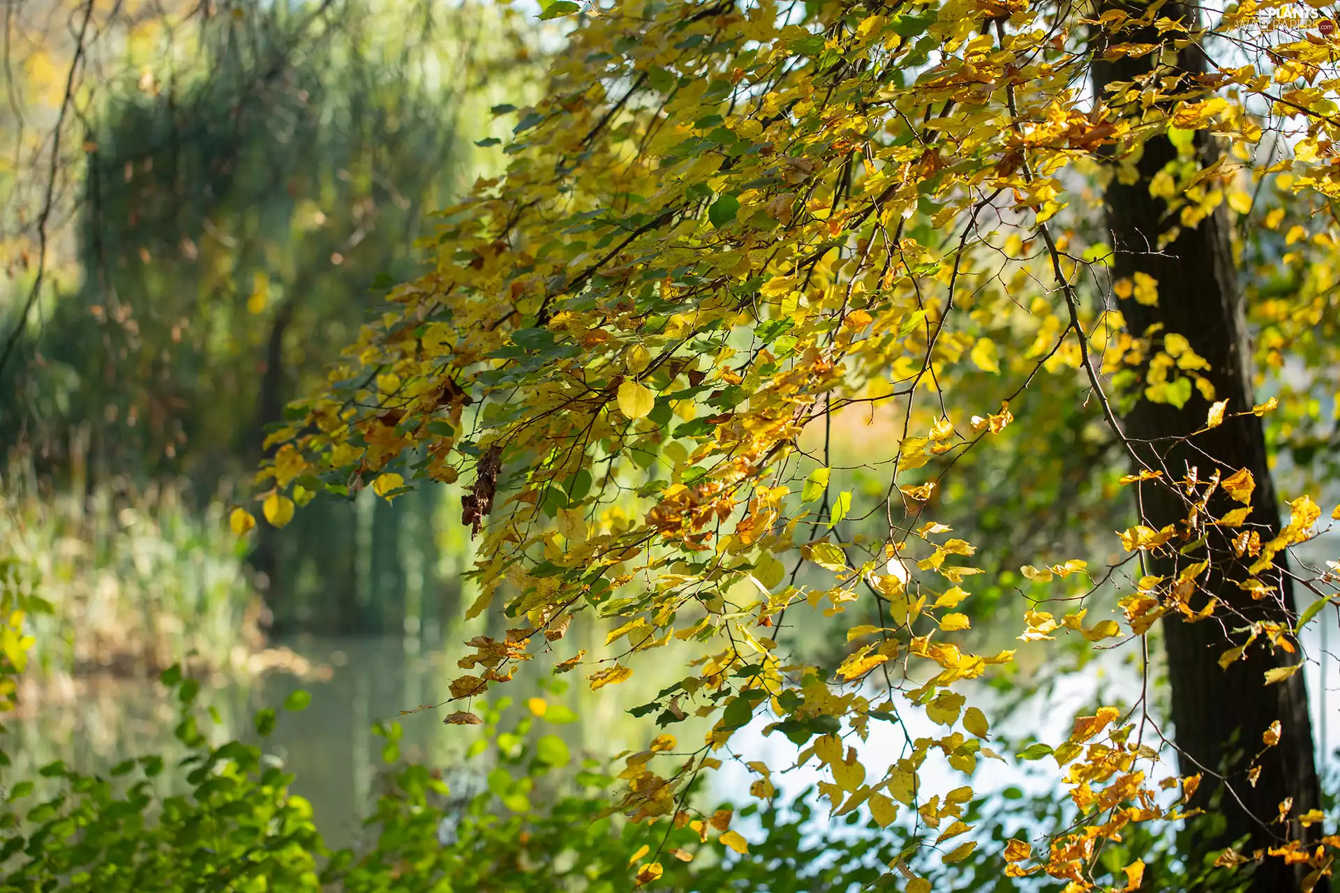 Autumn, Twigs, trees, Leaf