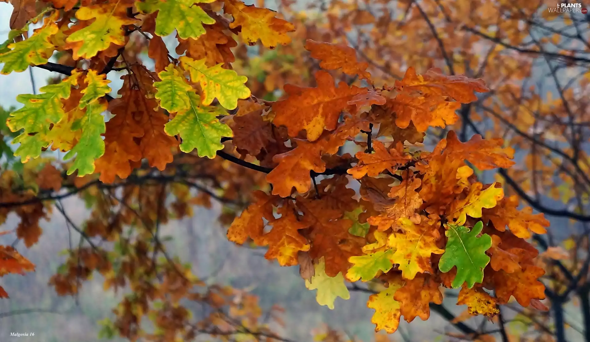 Autumn, oak, twig, Leaf