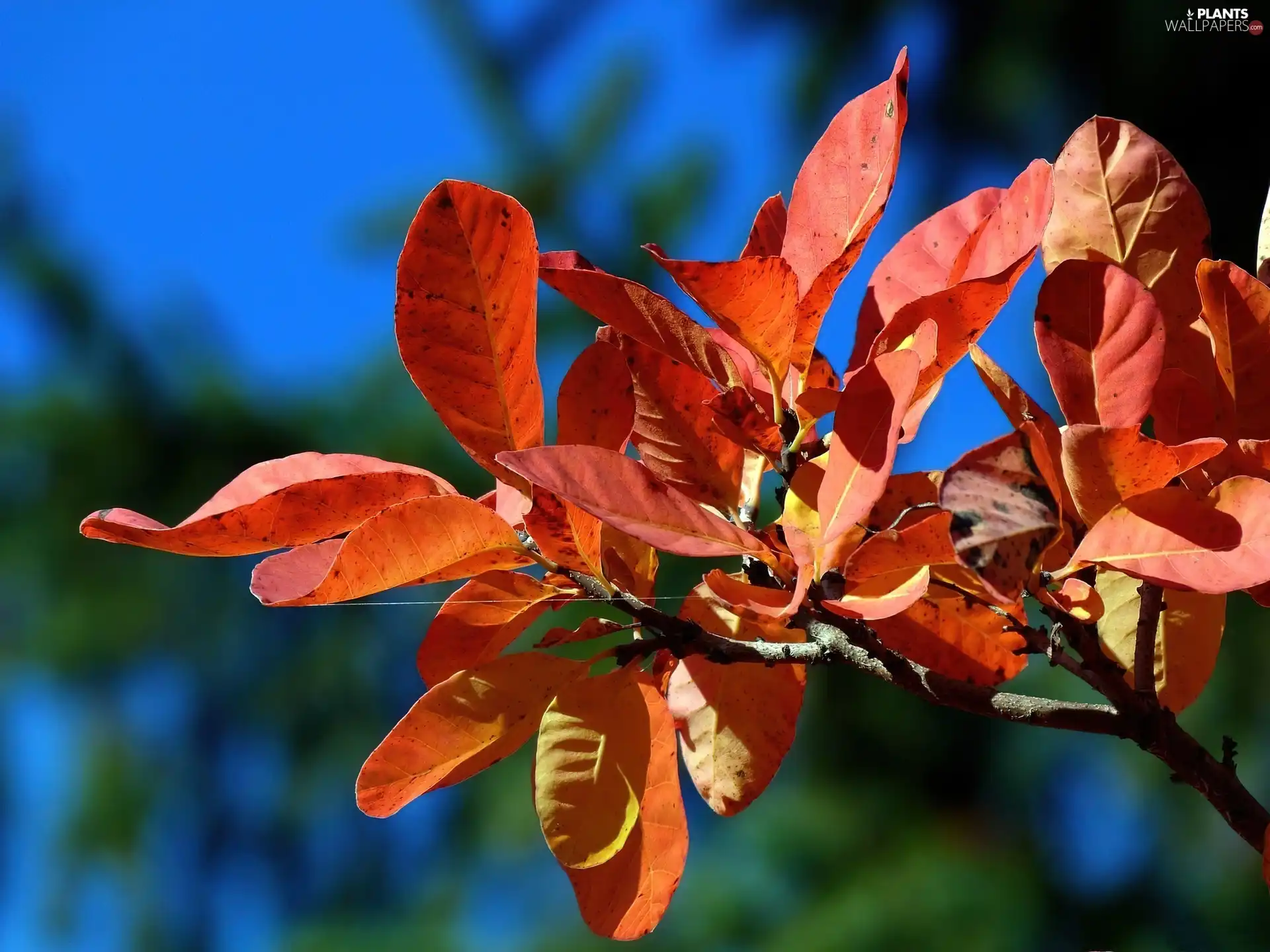 Leaf, twig, Autumn