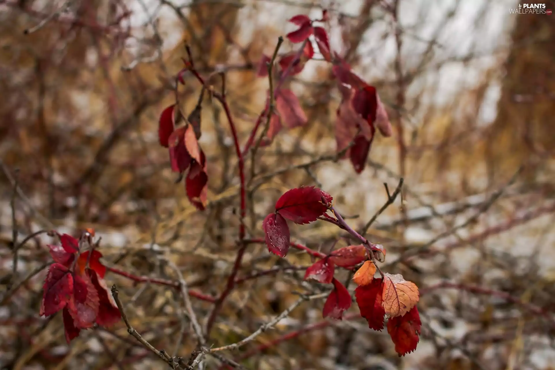 Leaf, Twigs, Autumn
