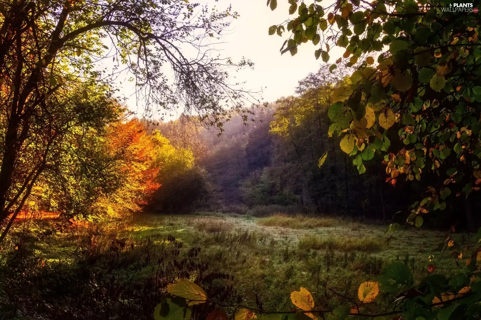 Leaf, car in the meadow, viewes, autumn, trees, grass