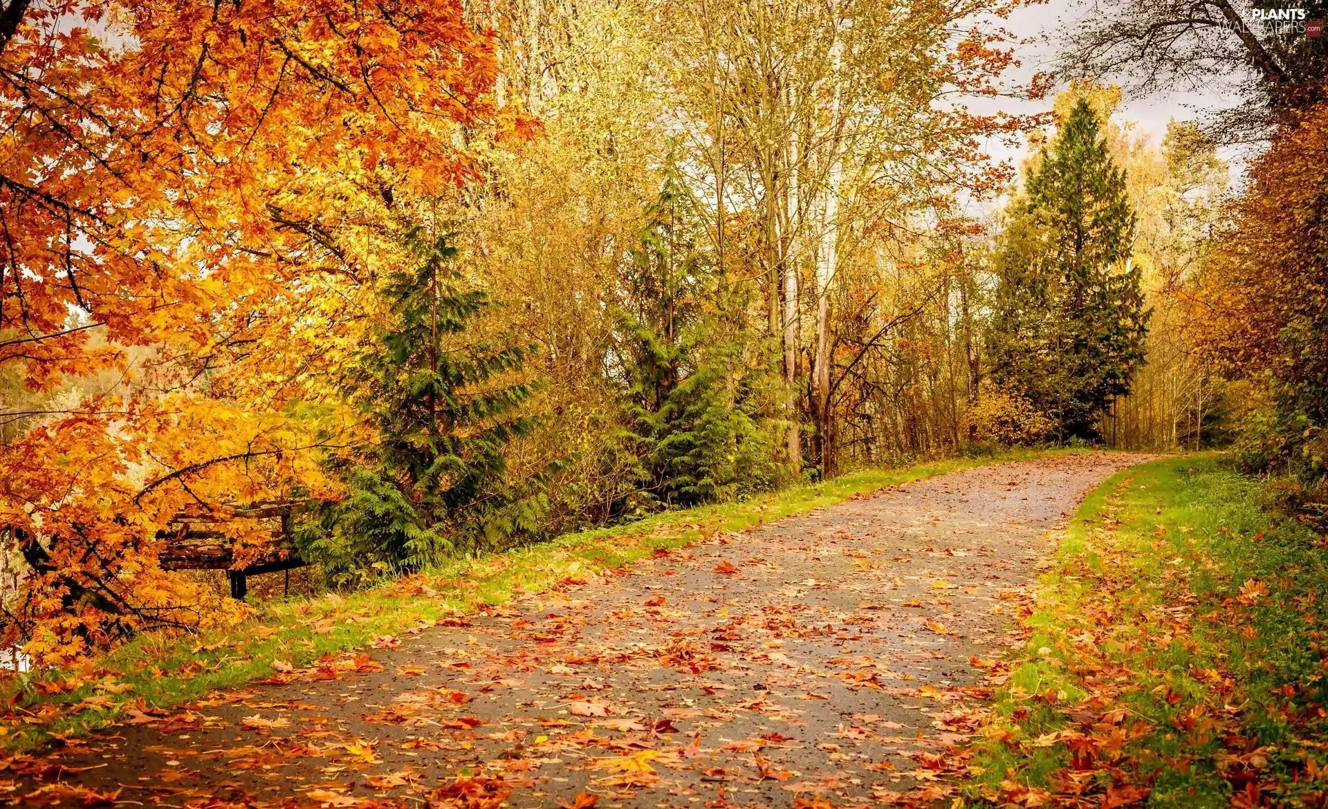 forest, Way, viewes, Leaf, trees, autumn