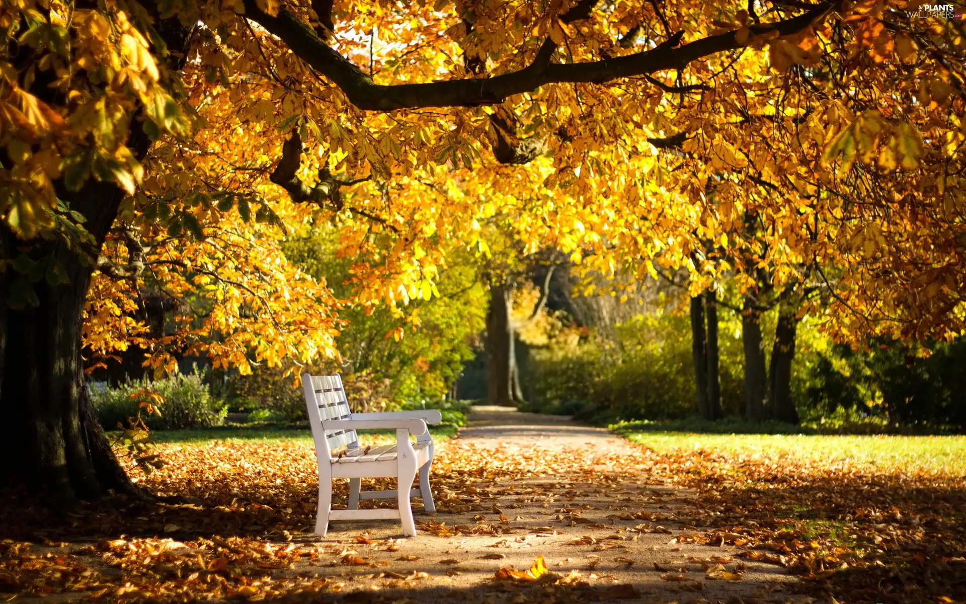 trees, Park, Leaf, autumn, viewes, Bench