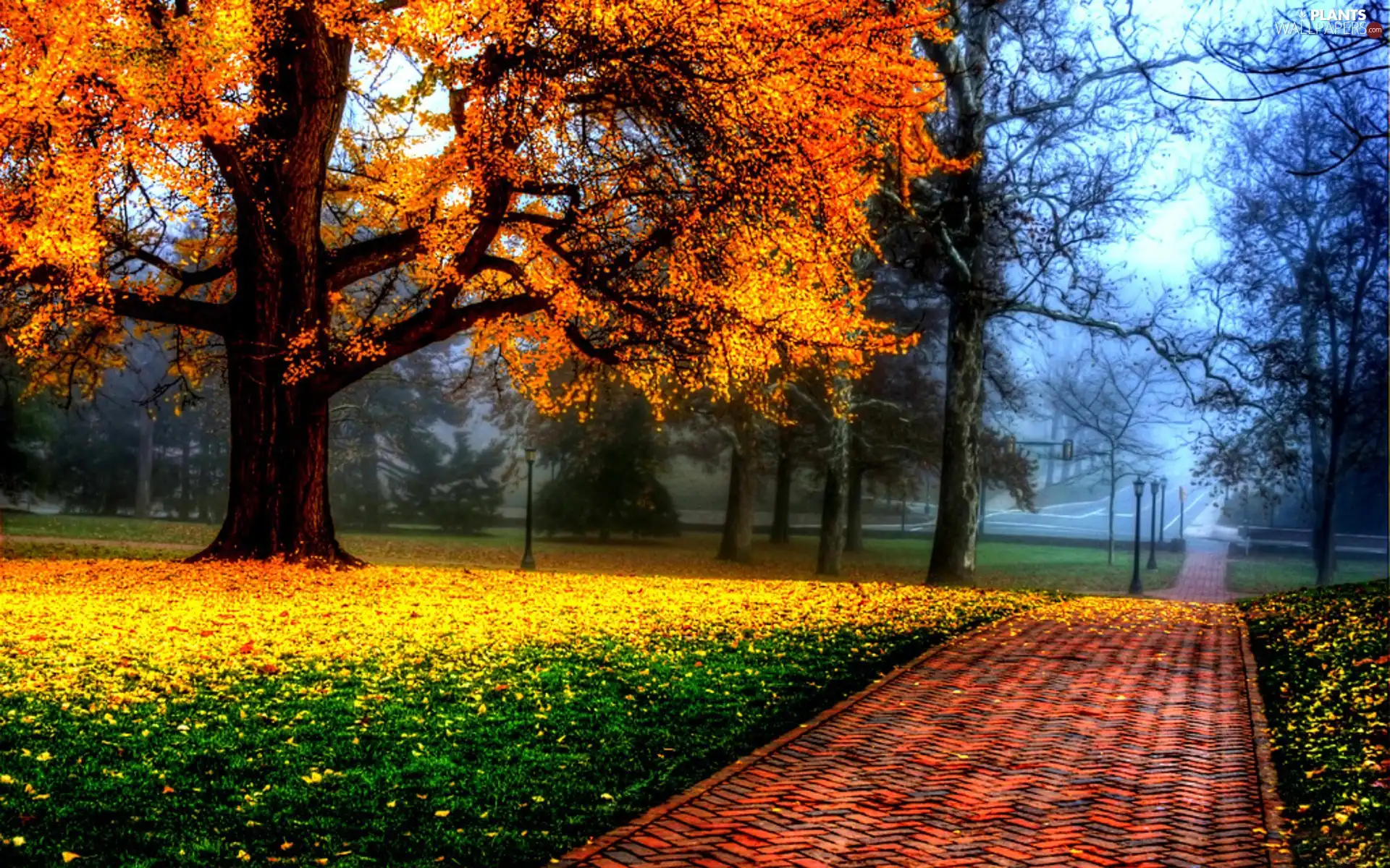 trees, Park, Leaf, autumn, viewes, lane