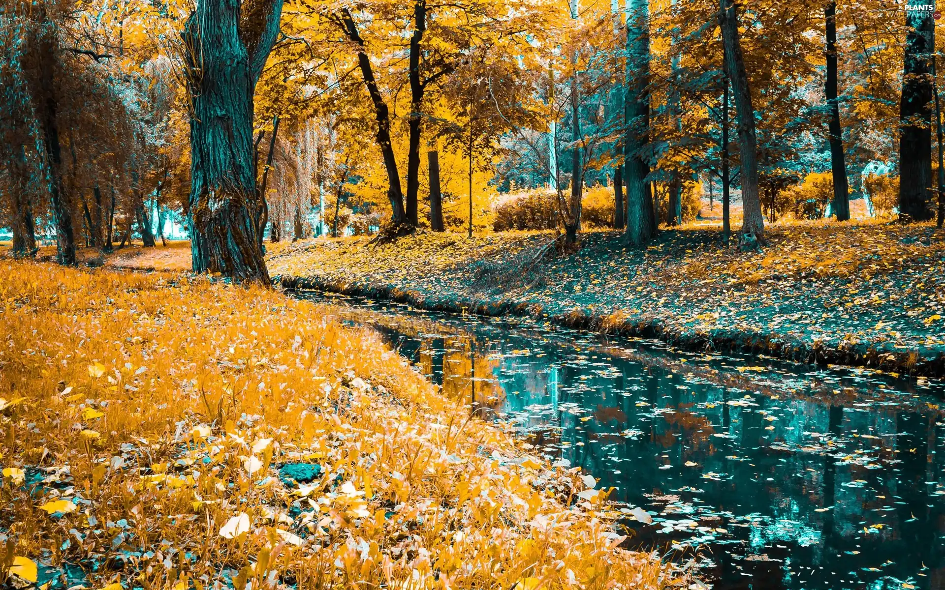 trees, River, Leaf, autumn, viewes, Park