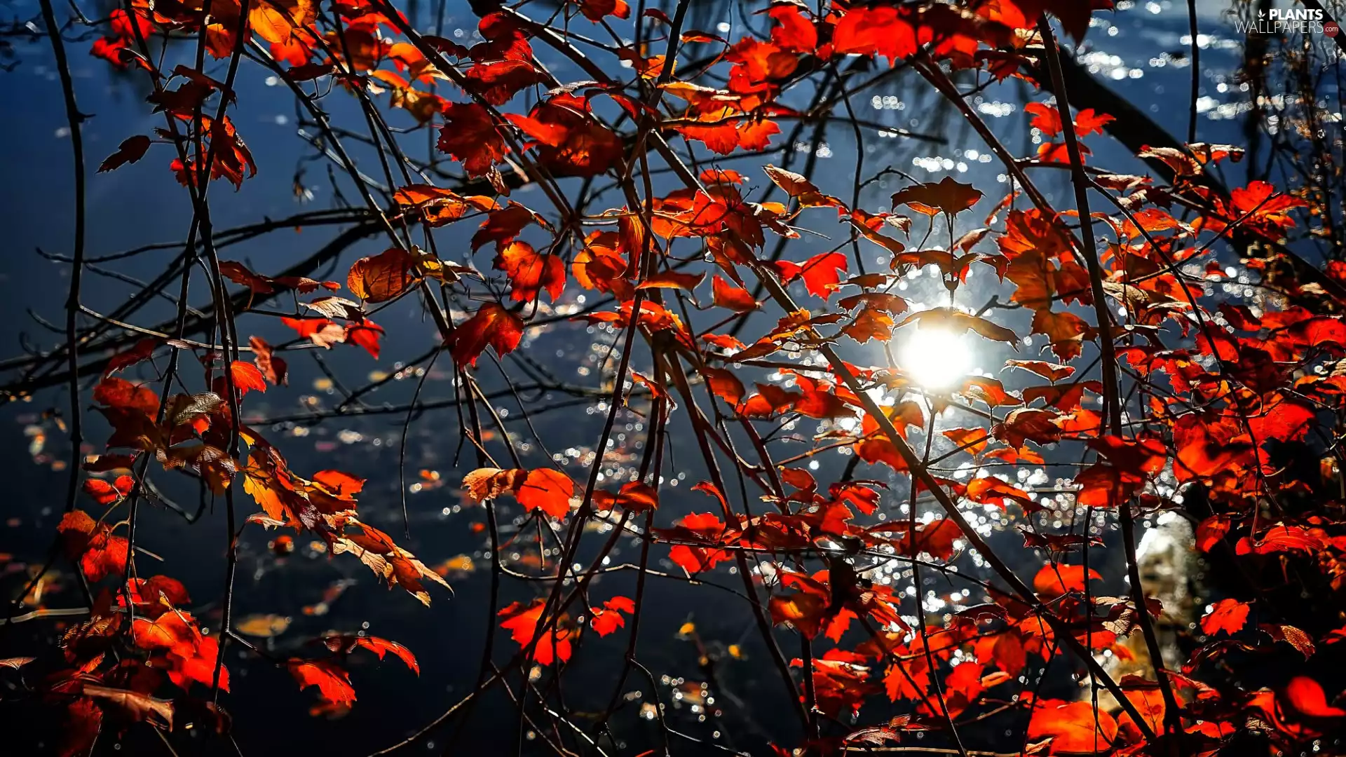 branch pics, water, Leaf, reflection, autumn