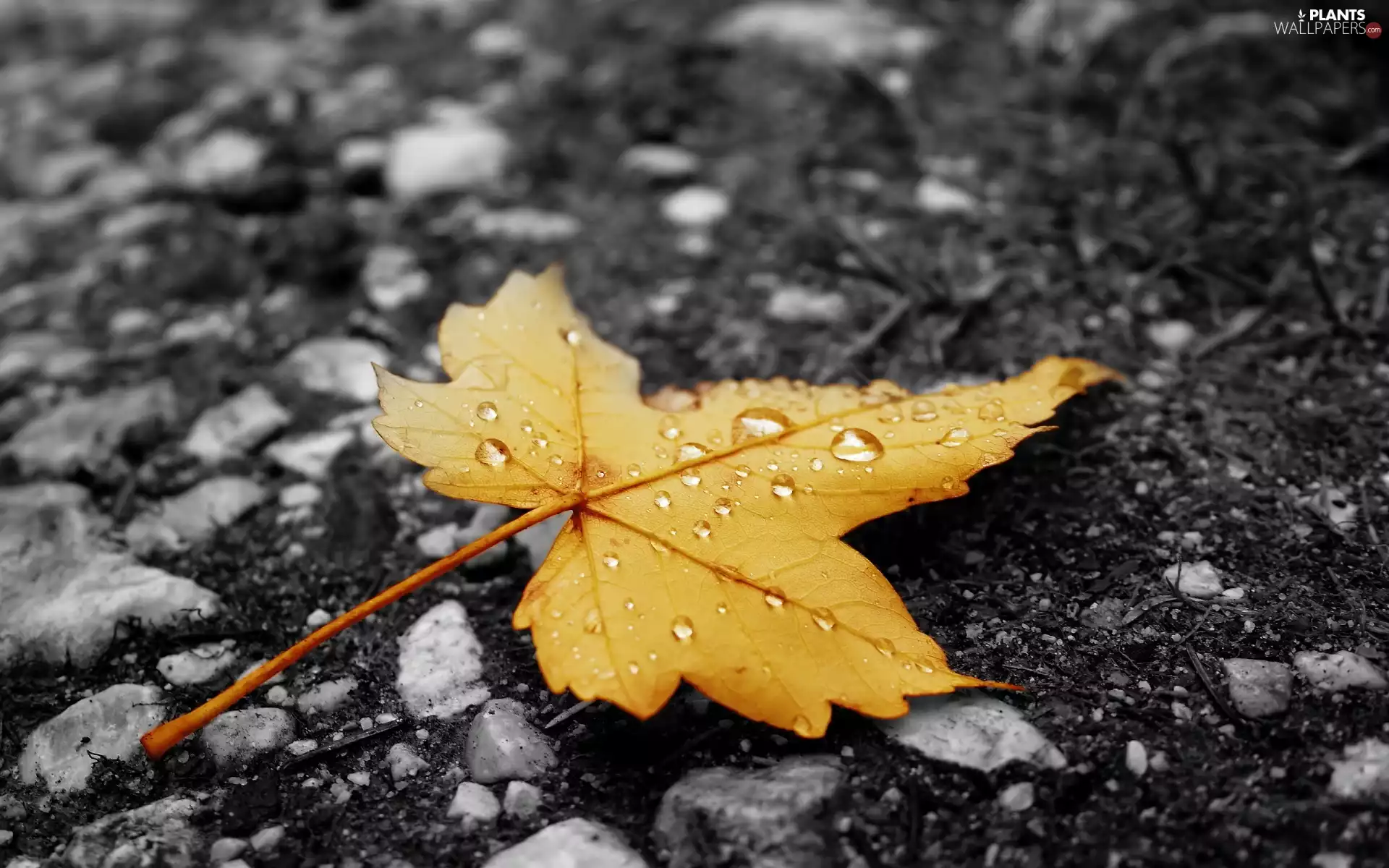 autumn, drops, water, leaf