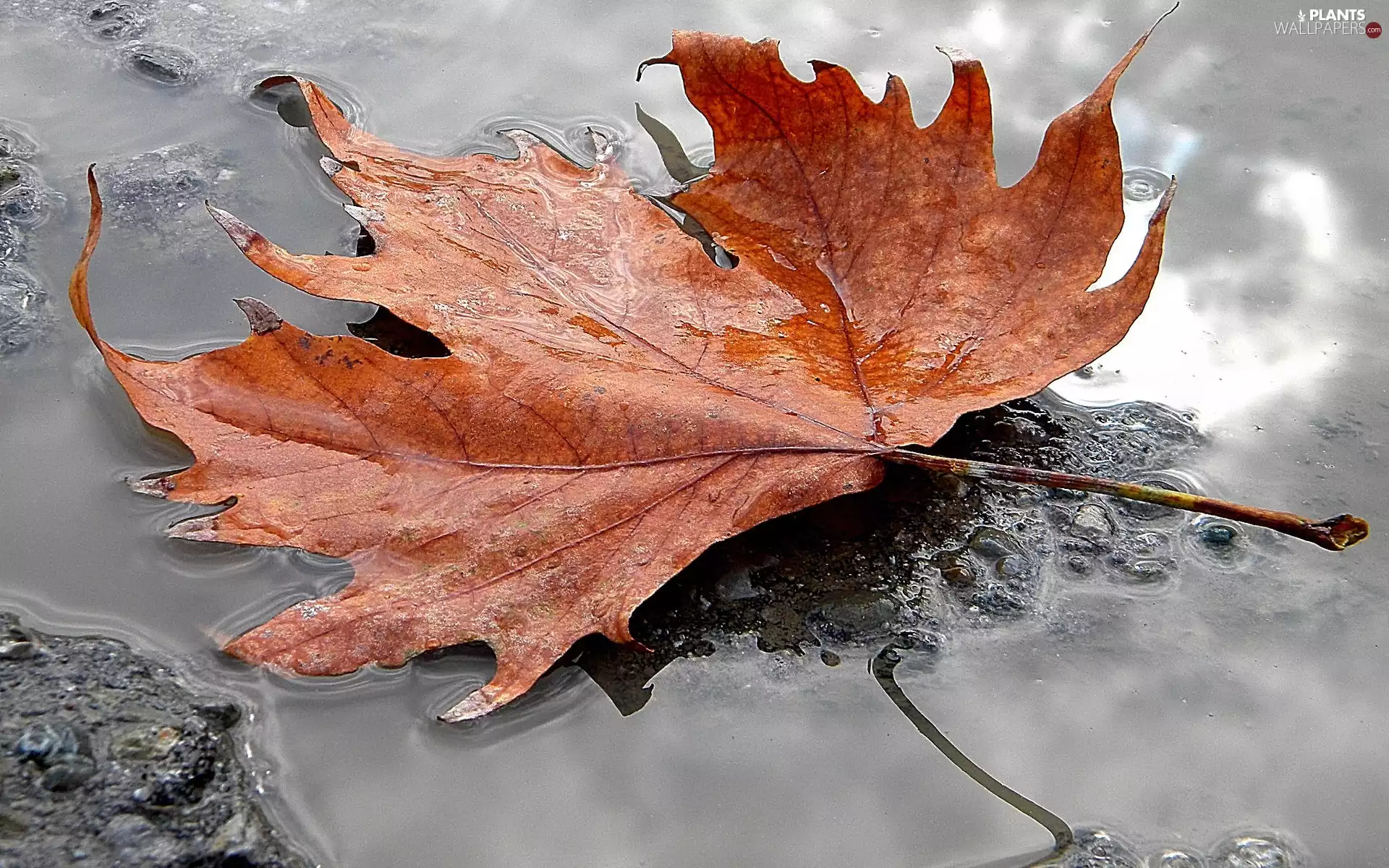 Autumn, puddle, Way, leaf