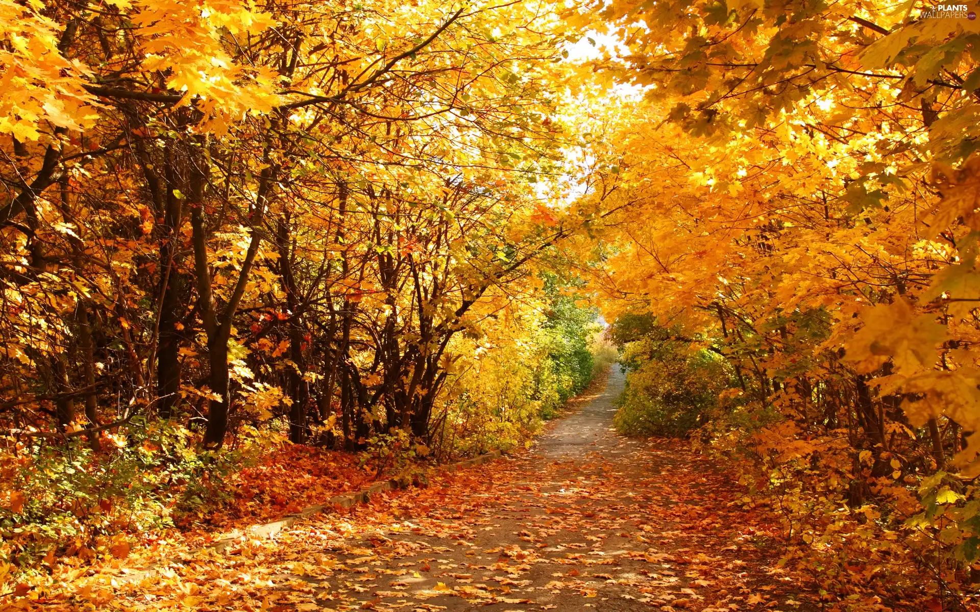 Leaf, autumn, trees, viewes, Way