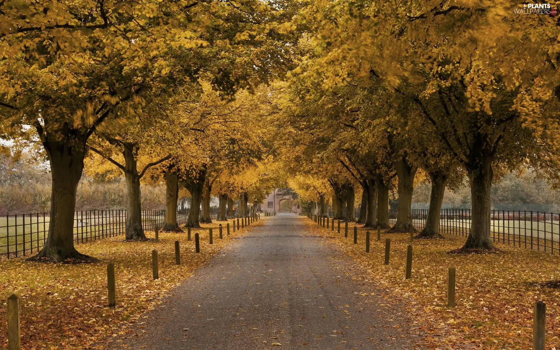 Leaf, autumn, trees, viewes, Way