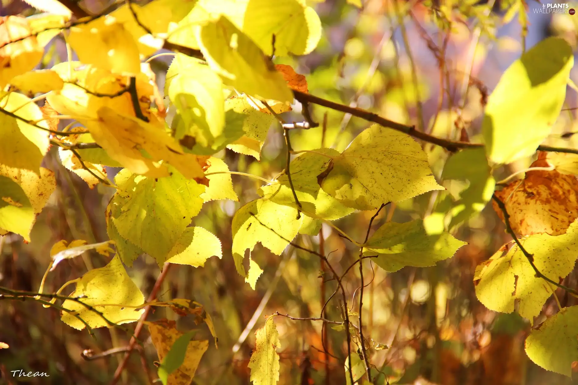 Leaf, Yellow, Autumn